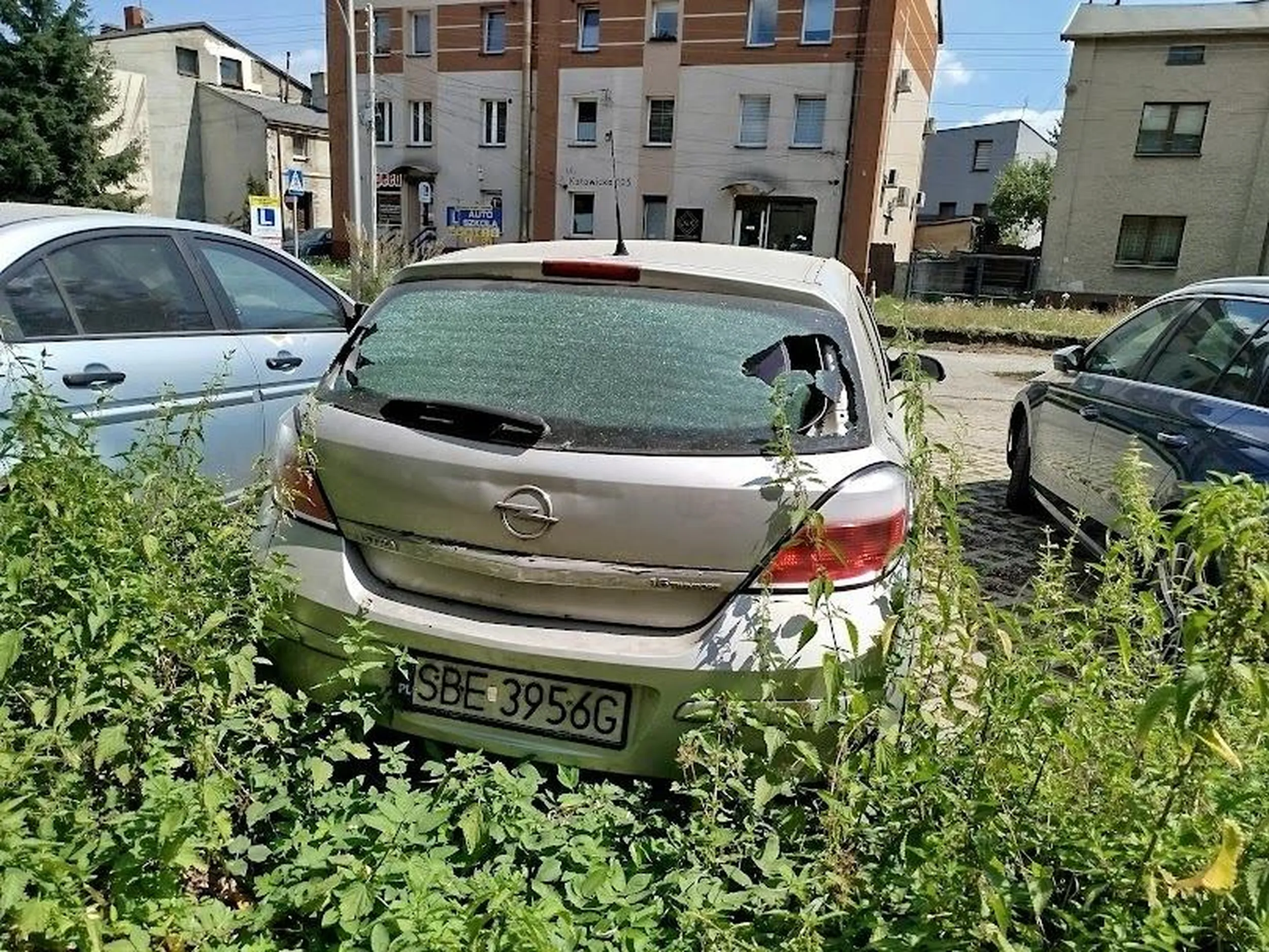 Czeladź .Przyroda sięga po swoje. Asterka zaczyna wrastać.