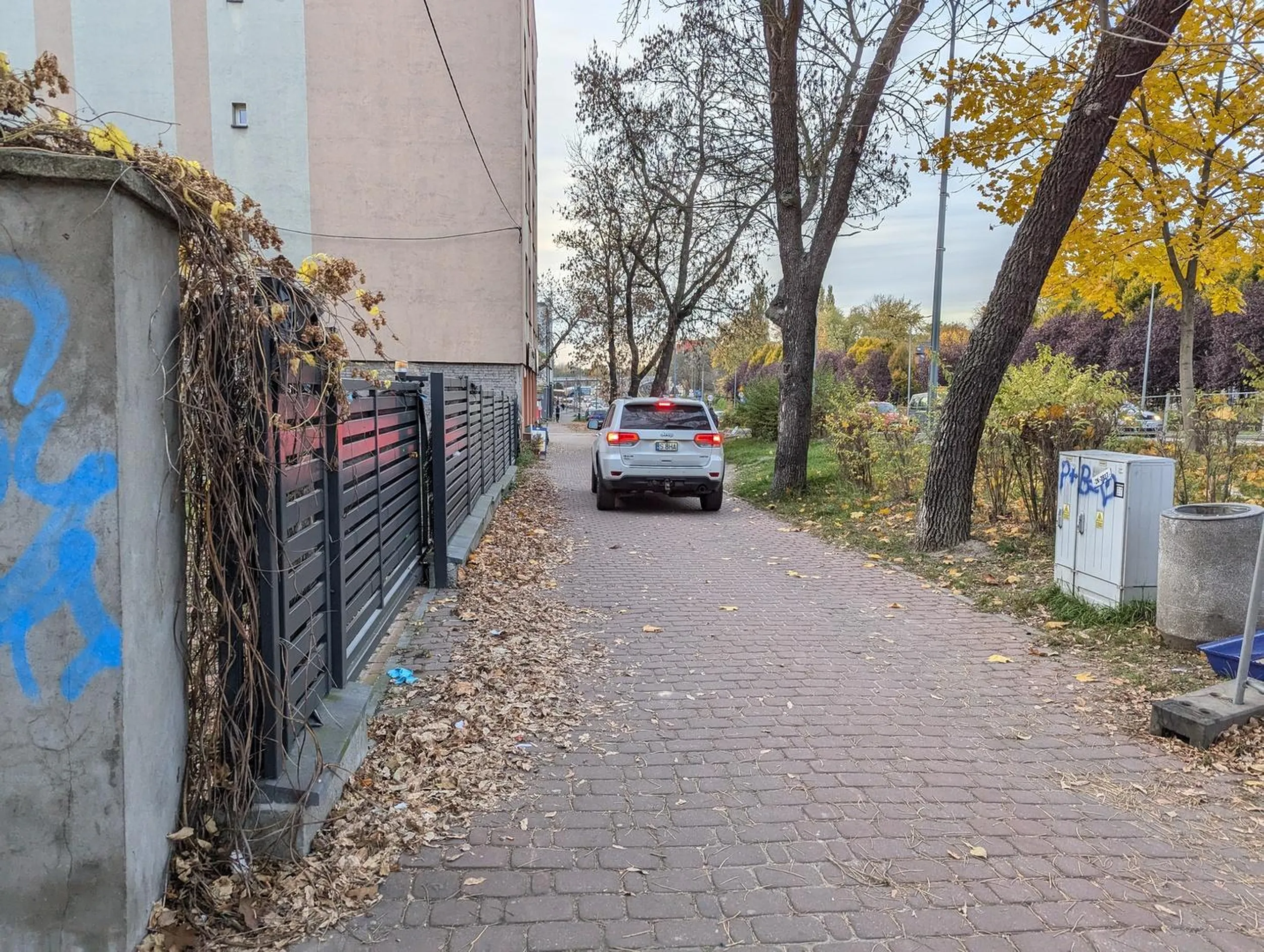 Baran nie ogarnął że to jest chodnik.