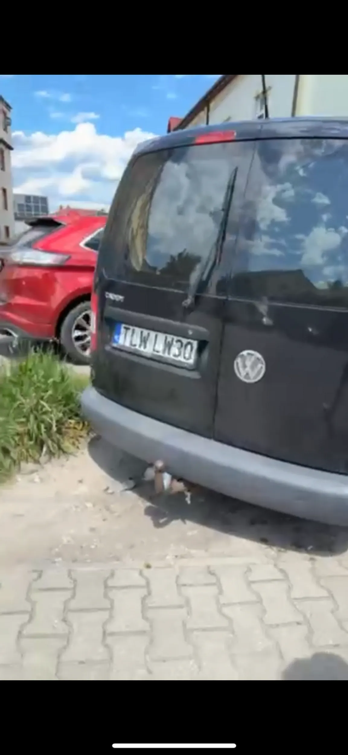 Mistrz niszczenia zieleni