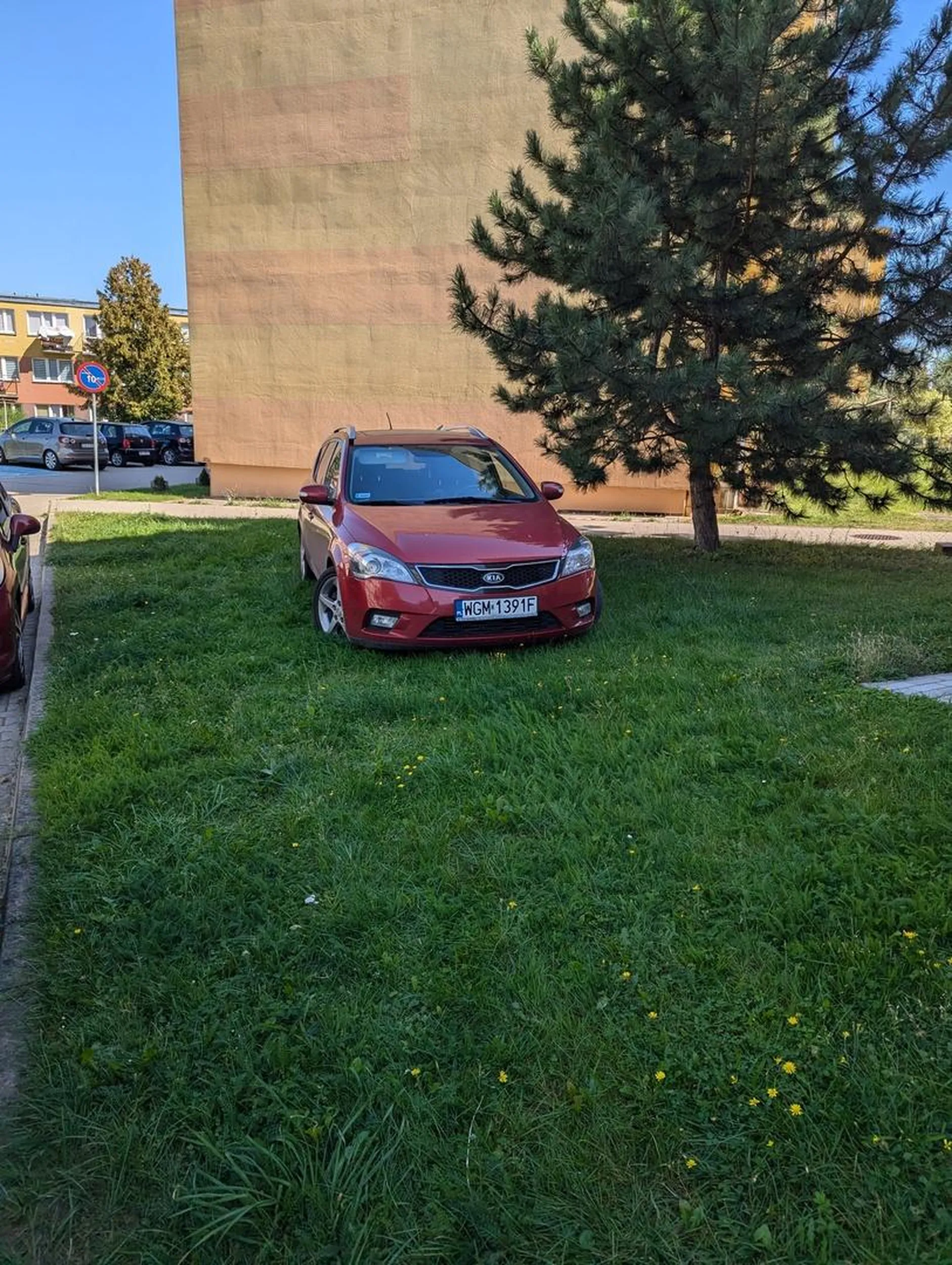 W samochodzie najwidoczniej nie działa klimatyzacja skoro kierowca musi niszczyć zieleń zamiast zaparkować na wolnym miejscu parkingowym tuż obok.