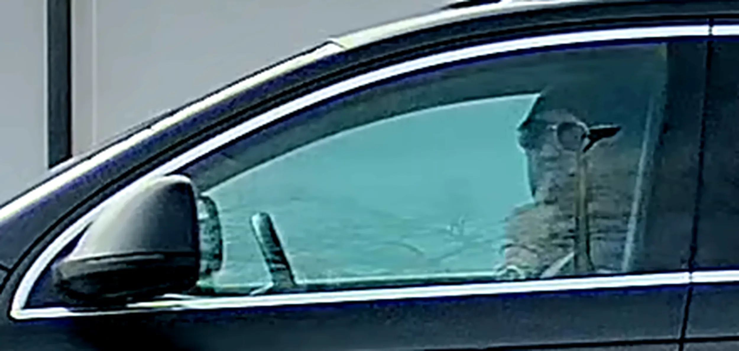 Pajac utrudnia zaparkowanie i drze mordę przez okno. Mały miesek głośno szczeka. Ma też dziwny odruch lizania palców za kierownicą... To też jeden z tych co w pochmurny dzień i w deszczu jeździ przyciemnionych okularach XD