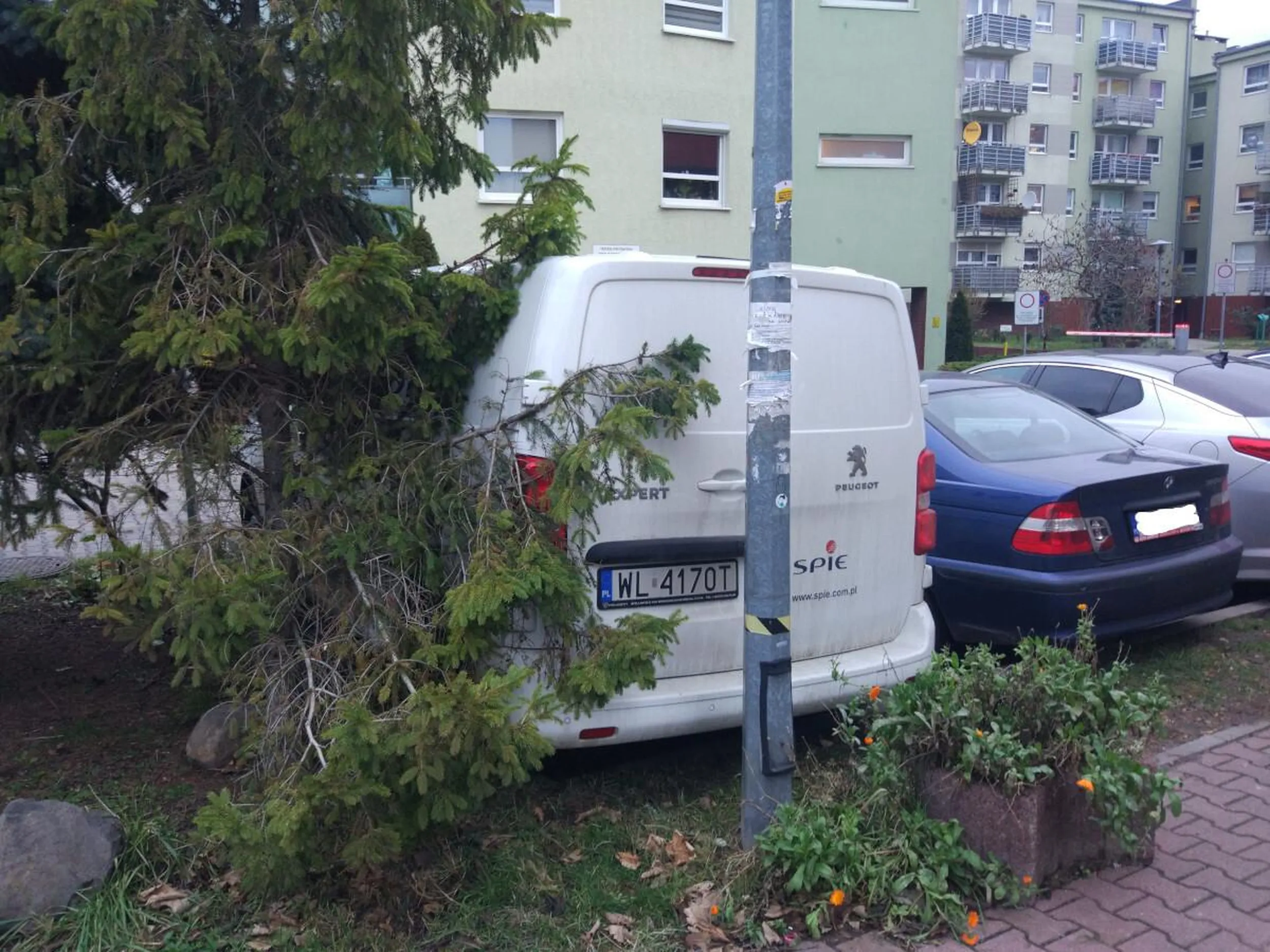 Niszczenie drzew (połamane gałęzie) oraz rozjeżdżanie trawnika