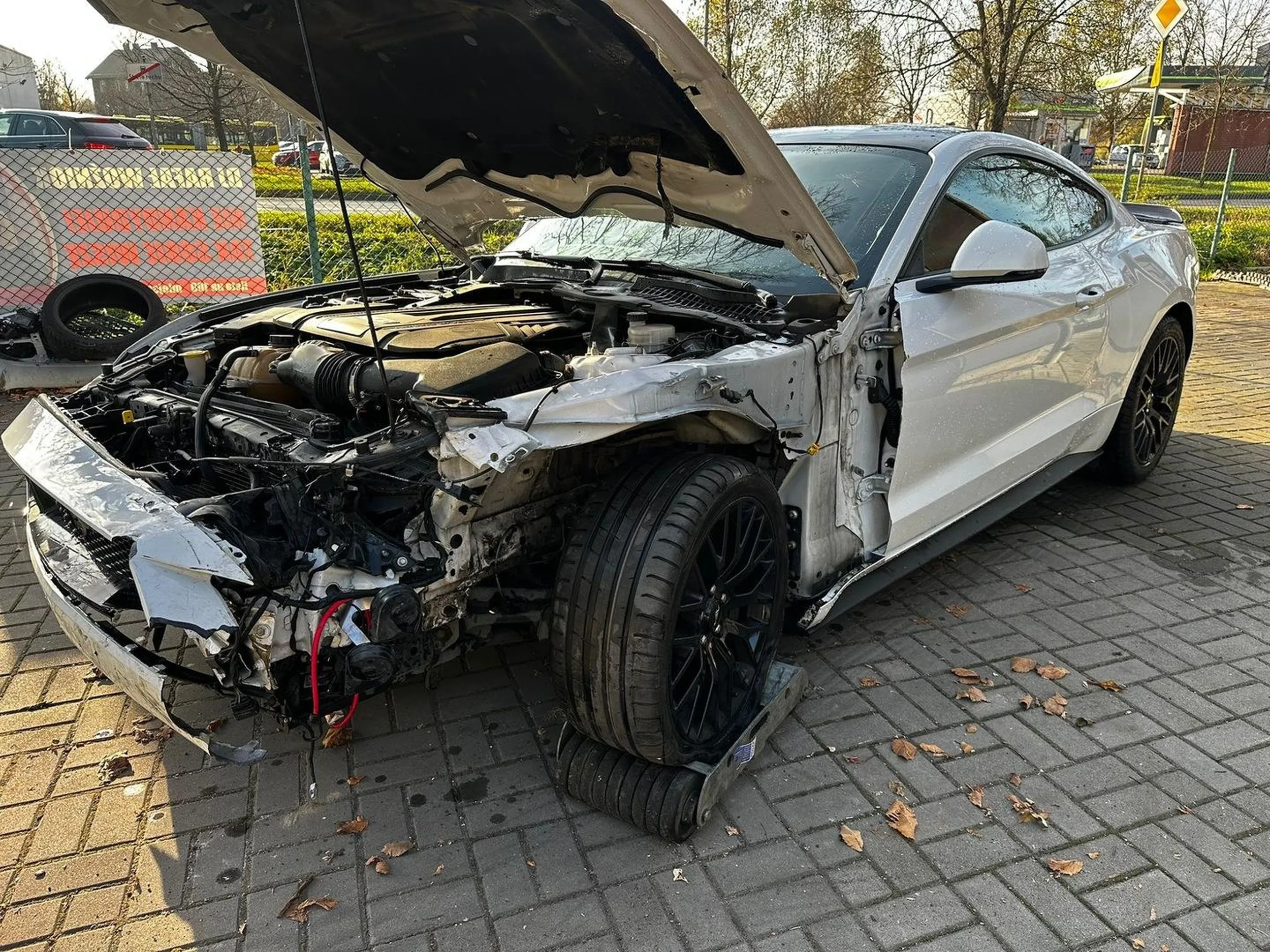 Juz rozdupiony mustang