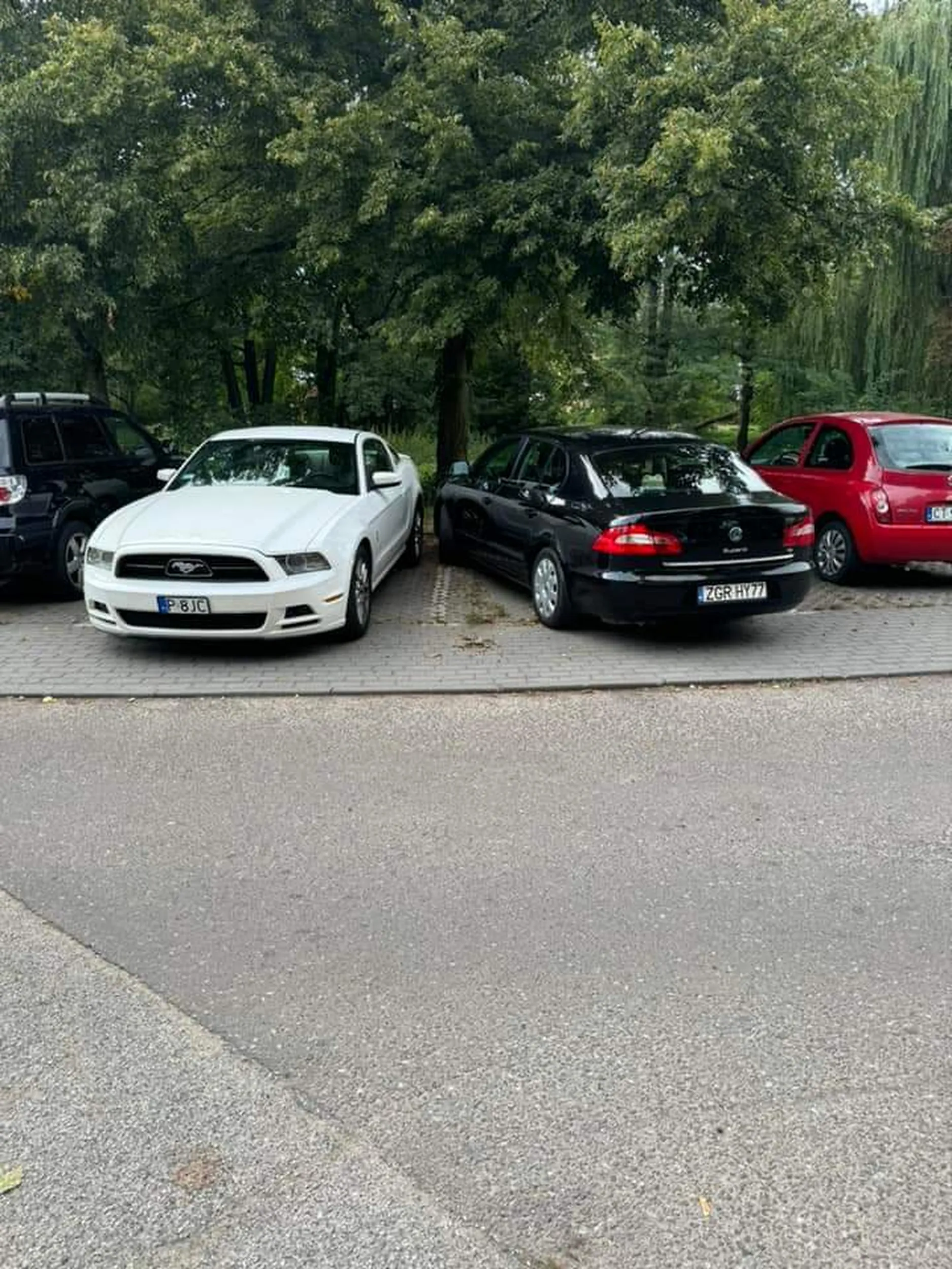 Bambus co parkuje jak chce