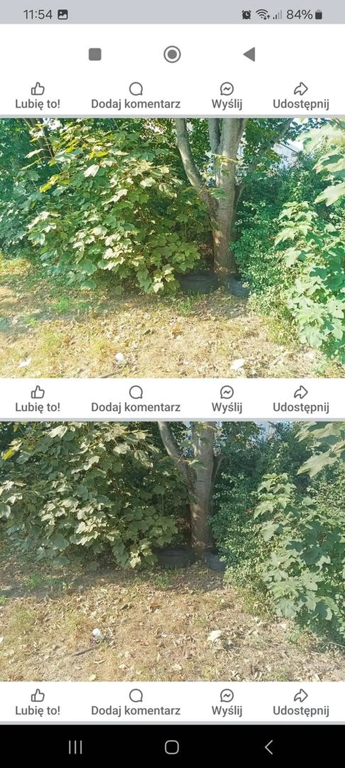 Wyrzuca stare opony w krzaki w Gorzowie