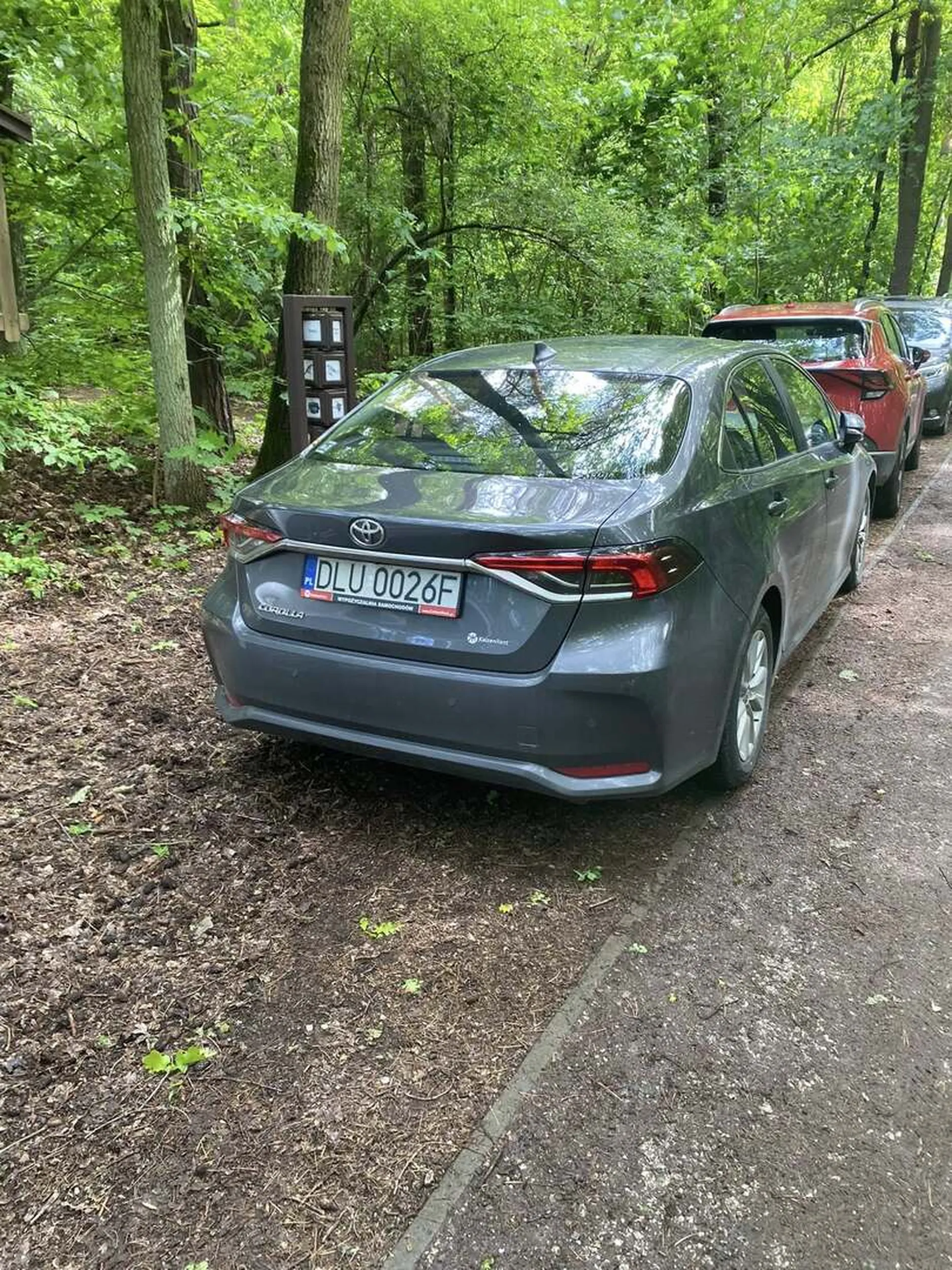 Kutas wjechał do lasu!