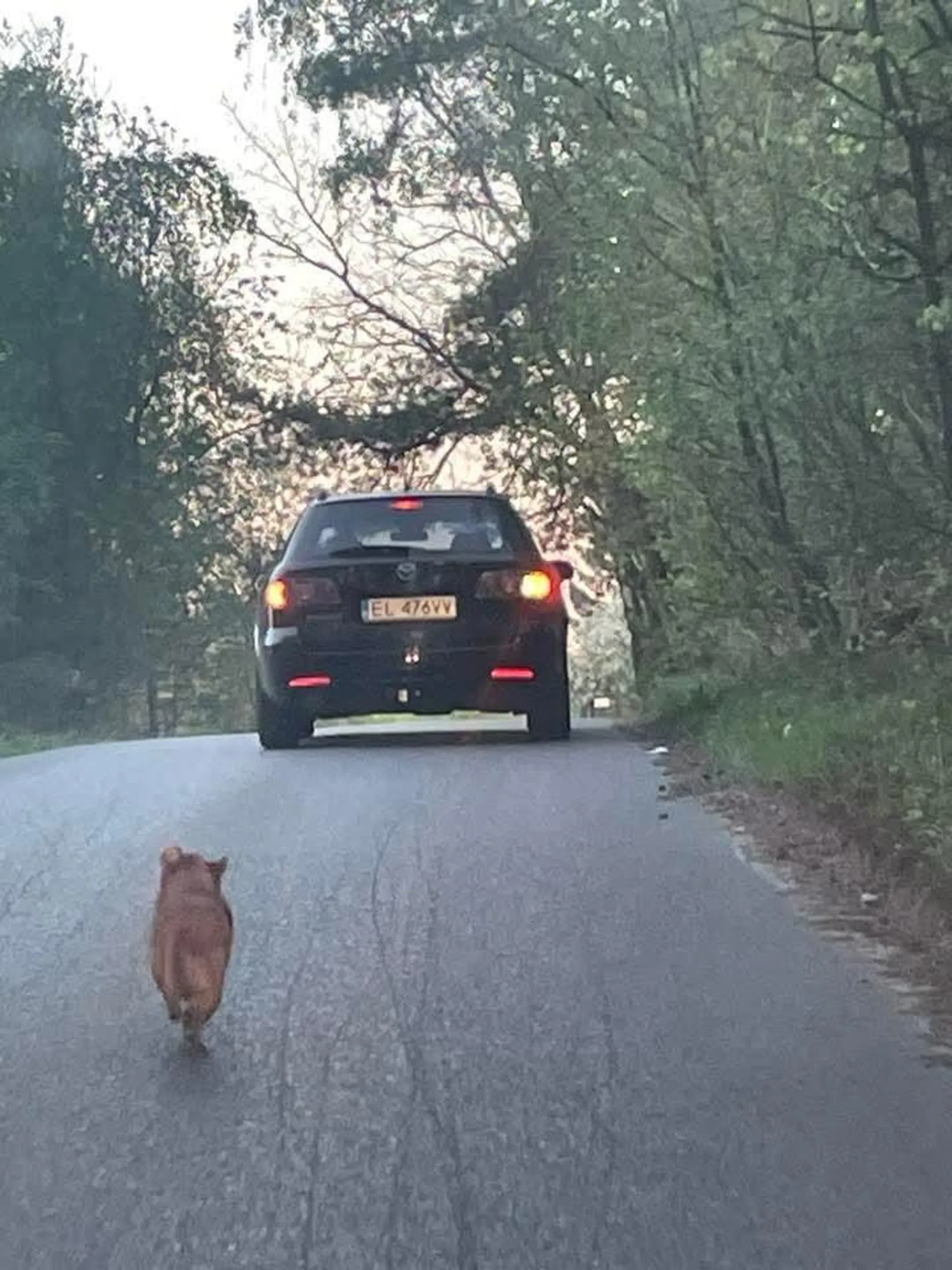 Z tego pojazdu został wyrzucony pies 22.04.2025 rok