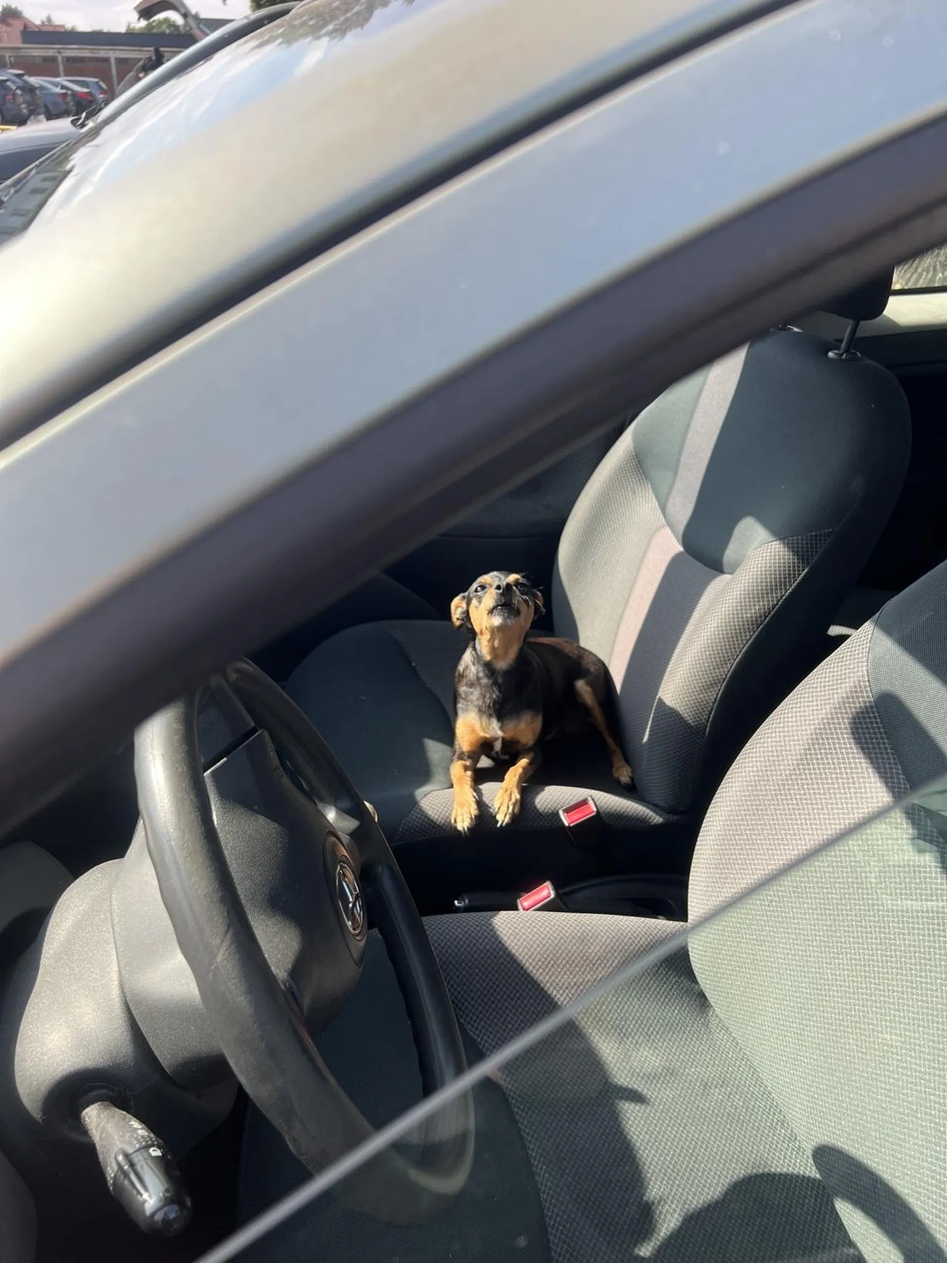 Pies pozostawiony w upał w aucie. Szczeka i warczy, zestresowany.