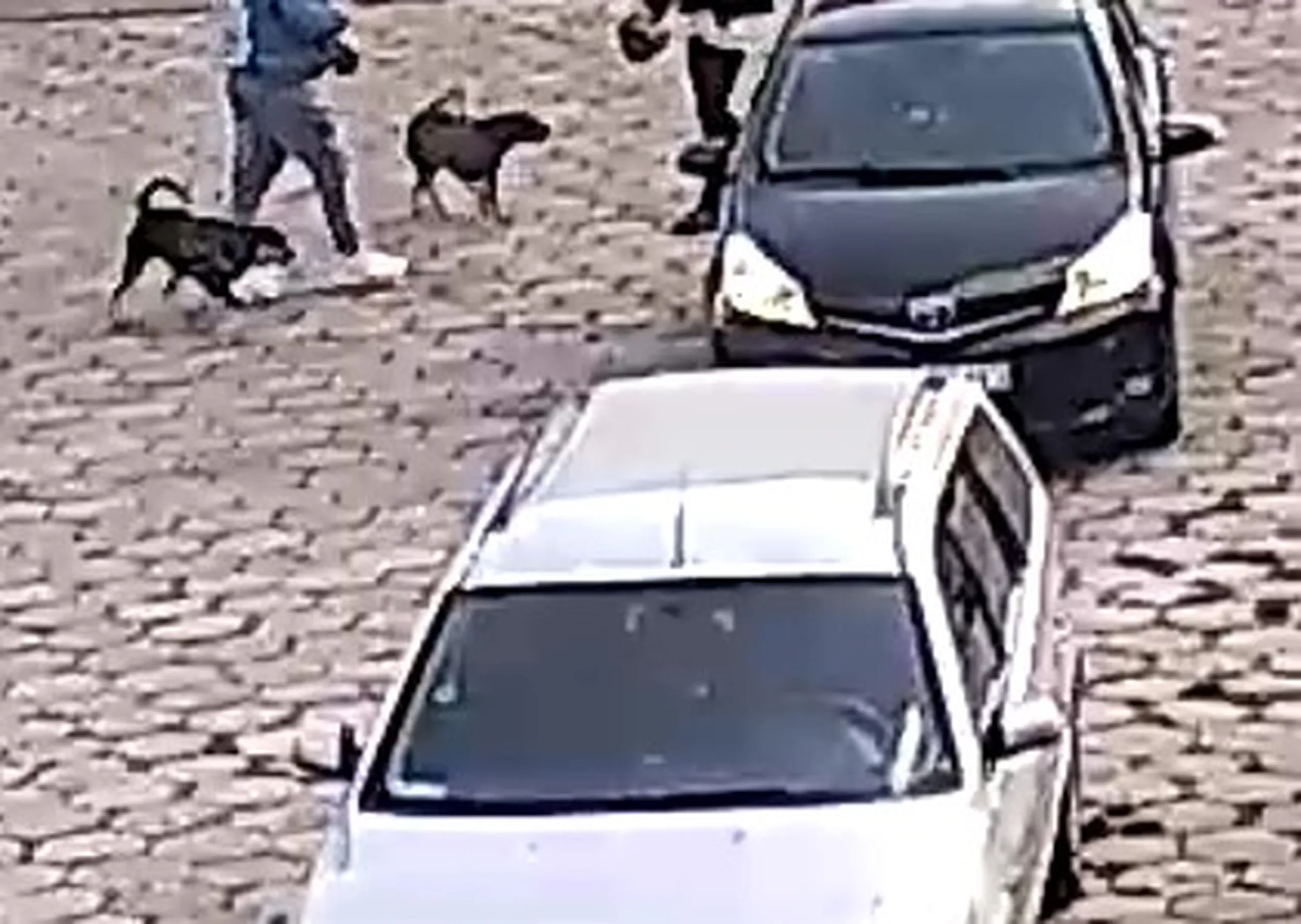 Notorycznie przyjeżdżają autem wyprowadzić psy na parkingu, pakują psy do auta i odjeżdżają jak by w mieście nie było parków lub trawników ?