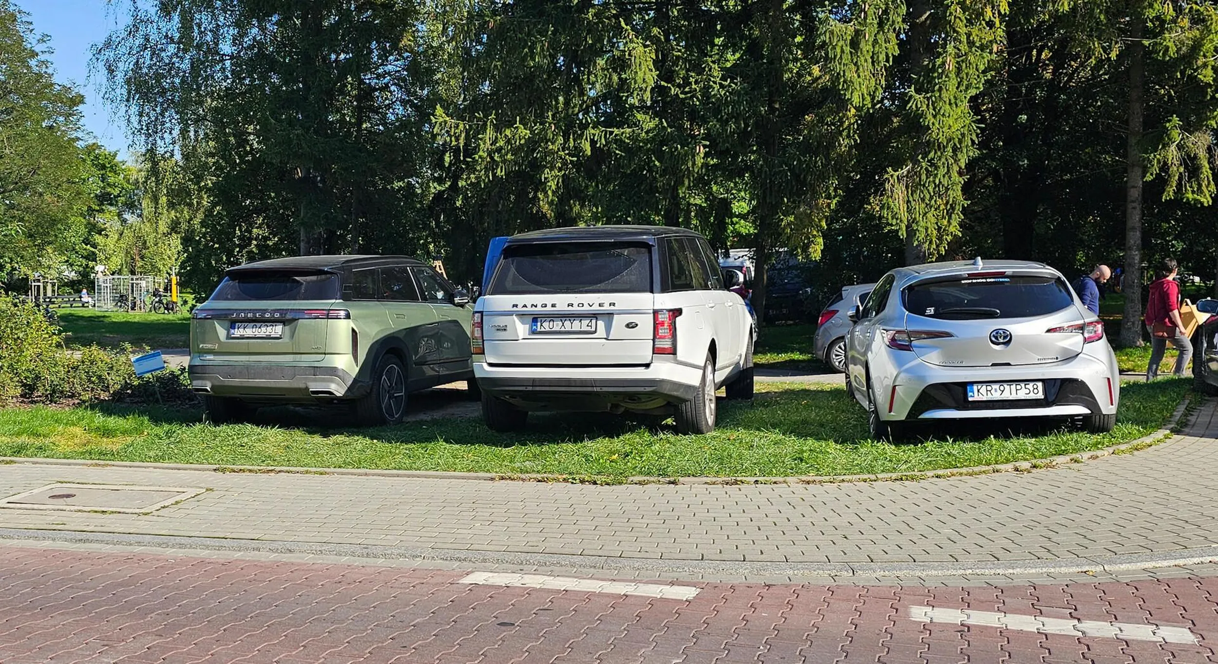 baran niszczy trawnik w parku