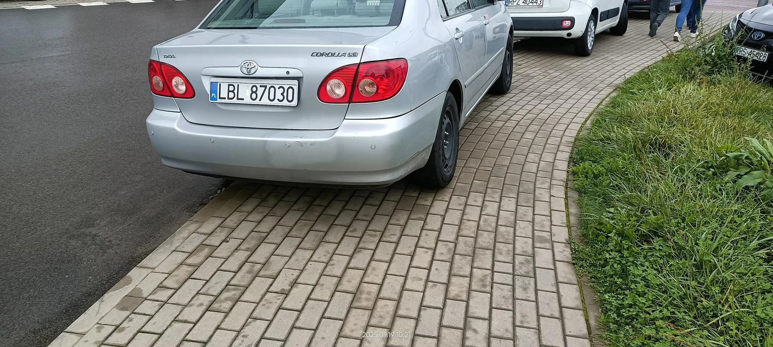 Święta krowa chodnikowa