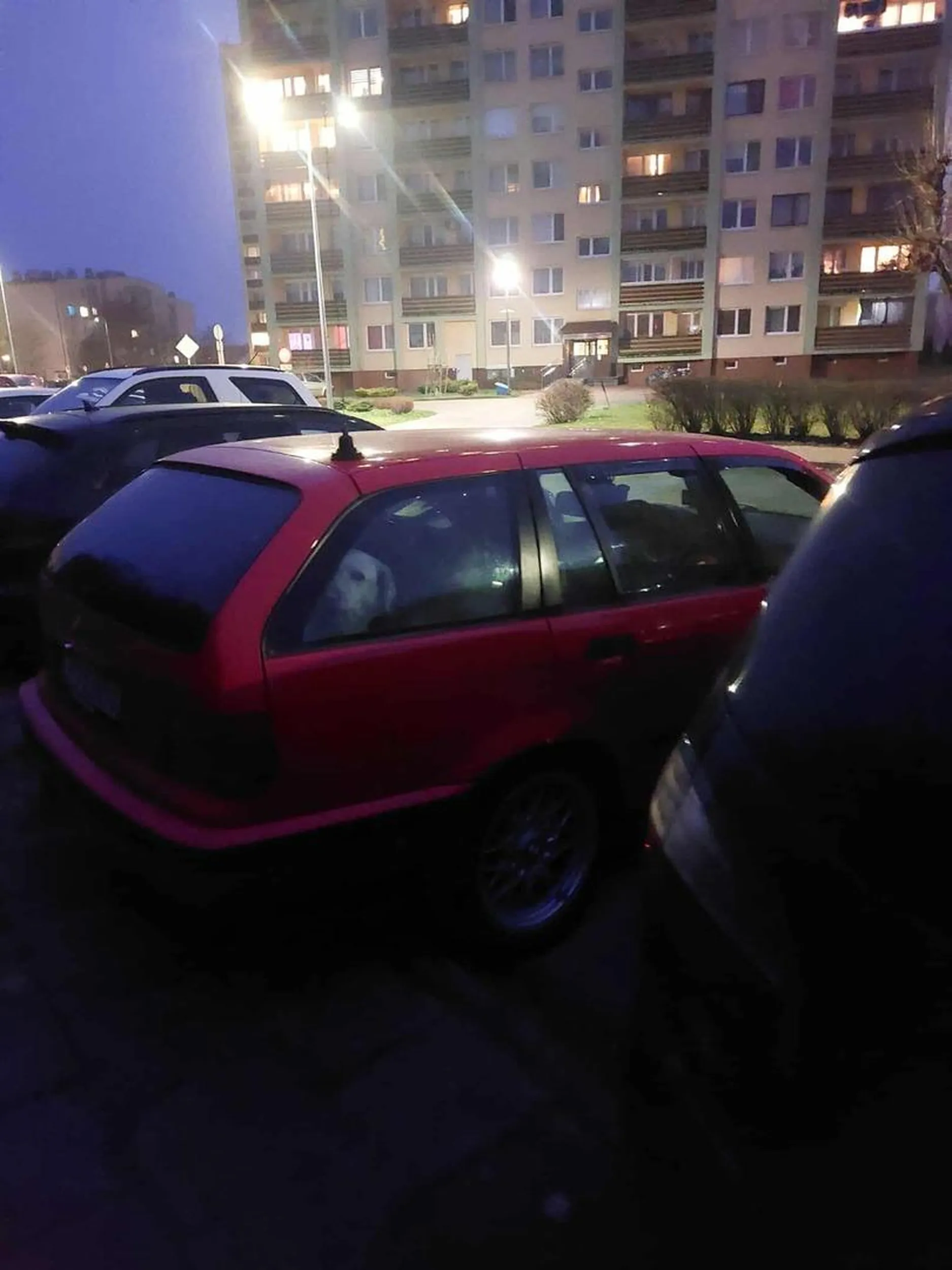 Chciałabym zwrócić uwagę, aby nie zostawiać psa w samochodzie. Dziś widziałam sytuację, w której pies siedział sam w aucie ponad 30 minut. Czekałam, obserwowałam i na szczęście ktoś po zwierzaka wrócił, a samochód odjechał. Proszę jednak, na przyszłość tego nie robić — to ogromny stres dla zwierzęcia, niezależnie od tego, czy jest zima, czy lato. Z zewnątrz nie mamy skąd wiedzieć, czy pies został sam na 5 minut, czy może na kilka godzin. Jeśli już musi dojść do takiej sytuacji, warto chociaż zostawić kartkę z informacją za szybą. Samochód marki bmw...