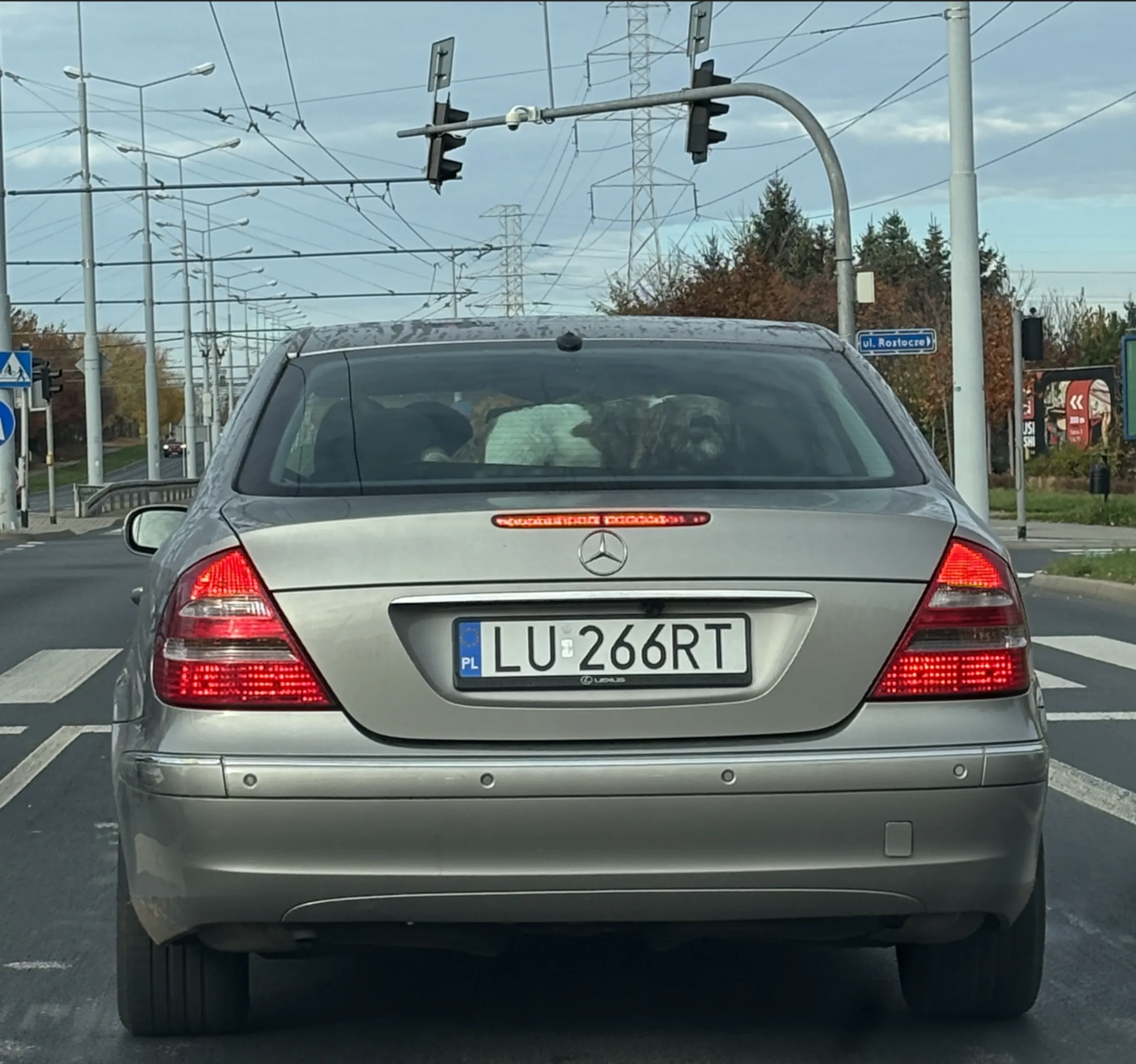 Półka pod tylną szybą to fenomenalne miejsce aby przewozić żywego psa. Mocniejsze hamowanie i pies jest trupem :(