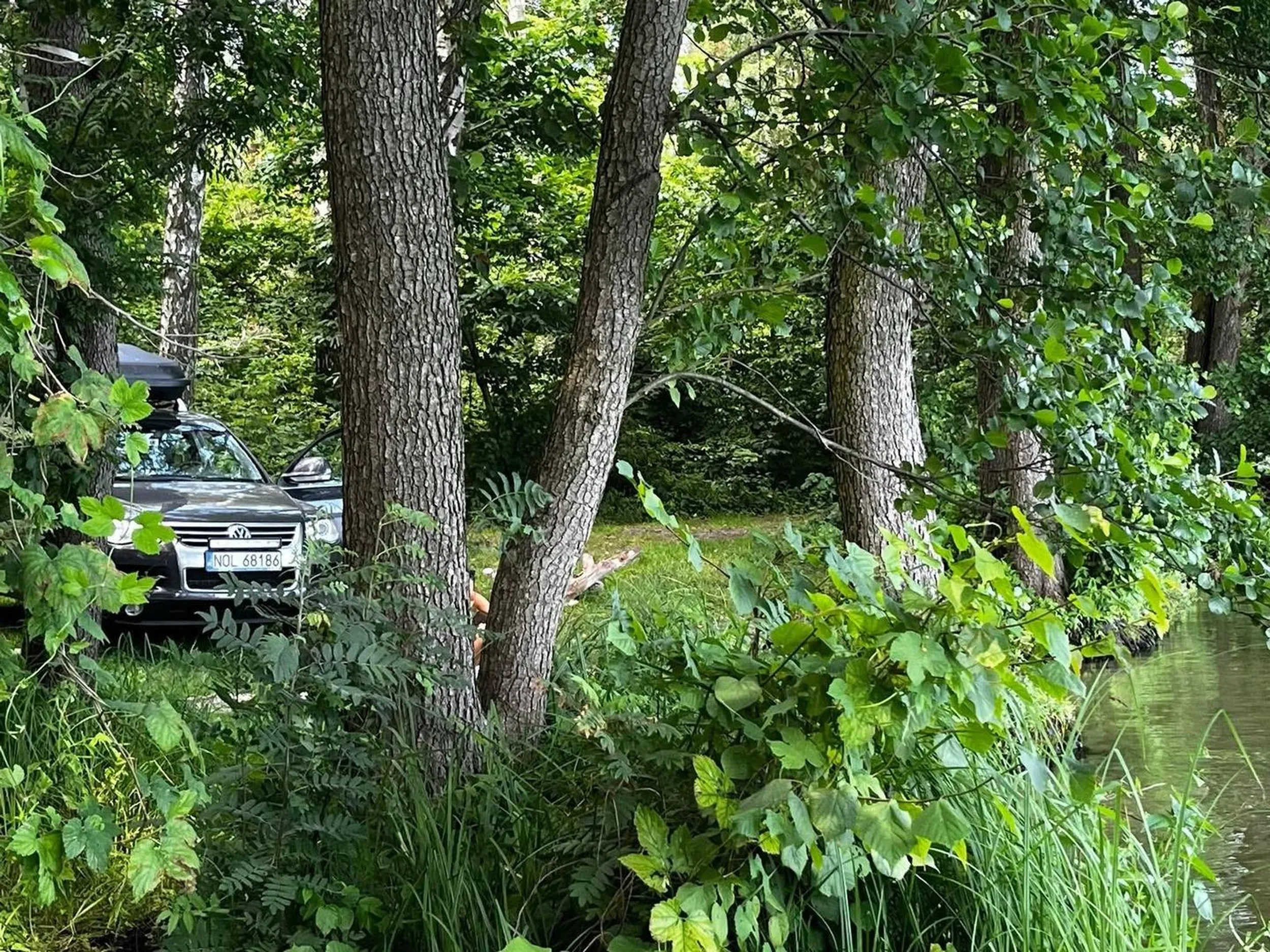 Głąb wjeżdża do lasu