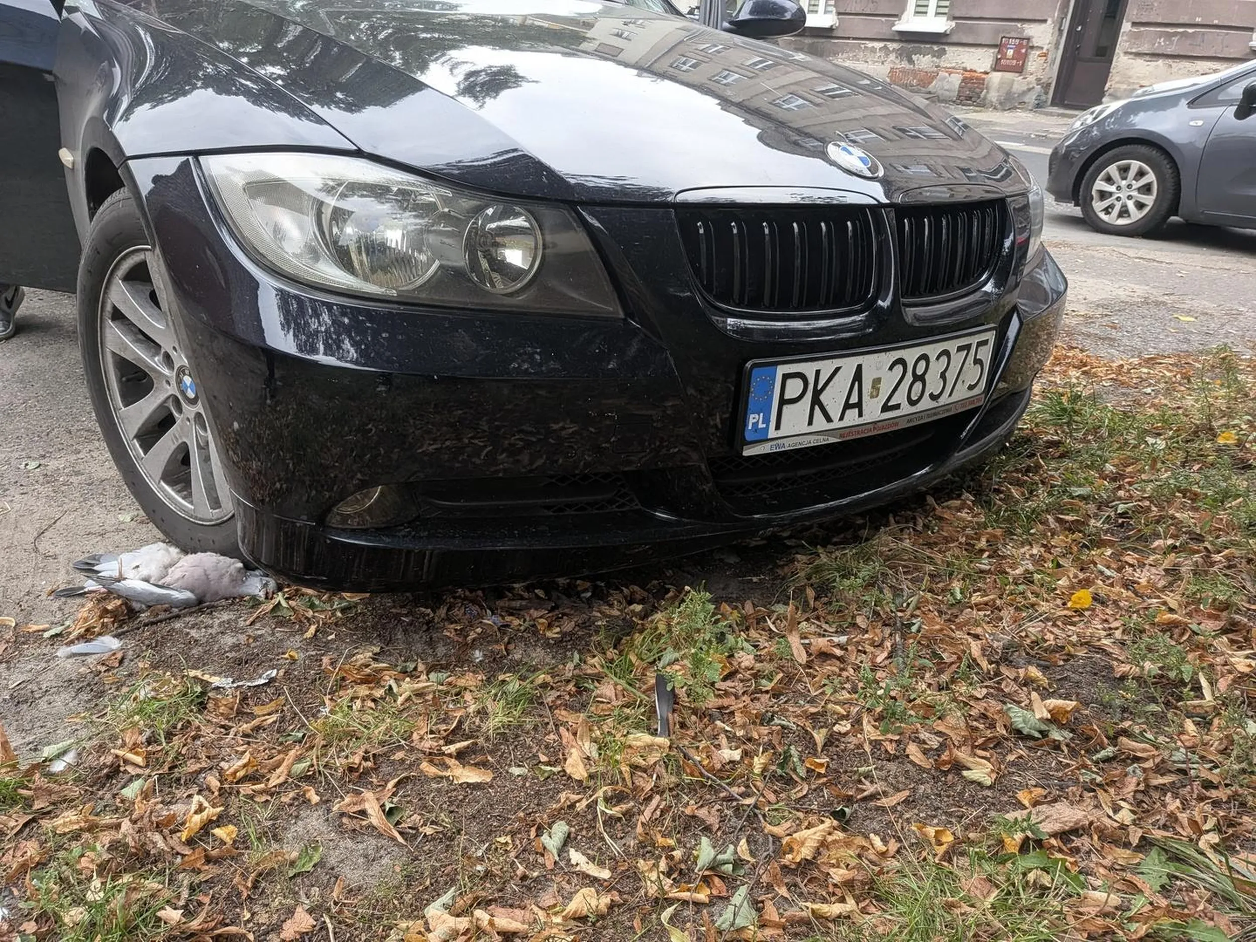 Kierowca potracił gołębia