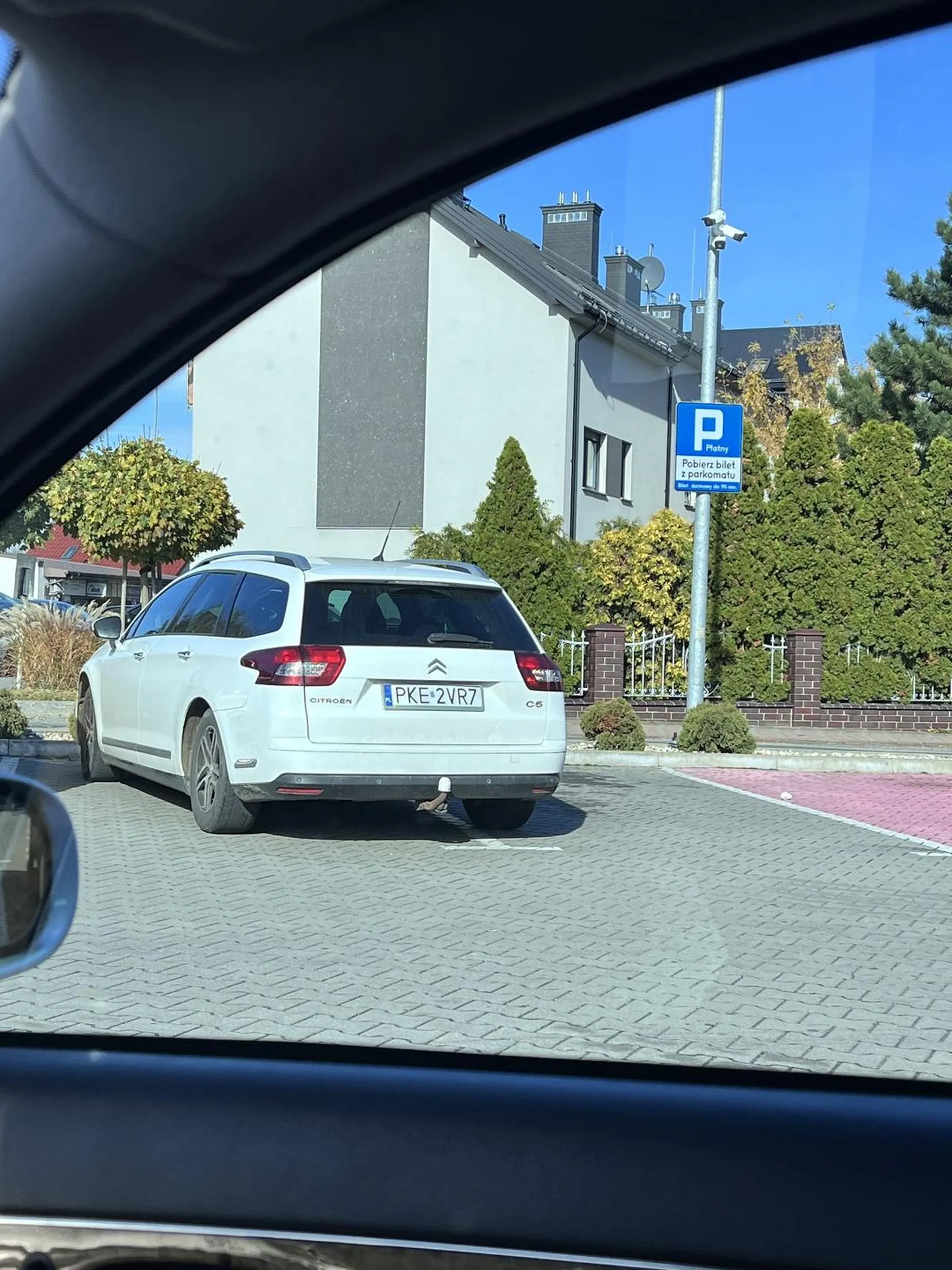 burak śmieci na parkingu wyrzuca