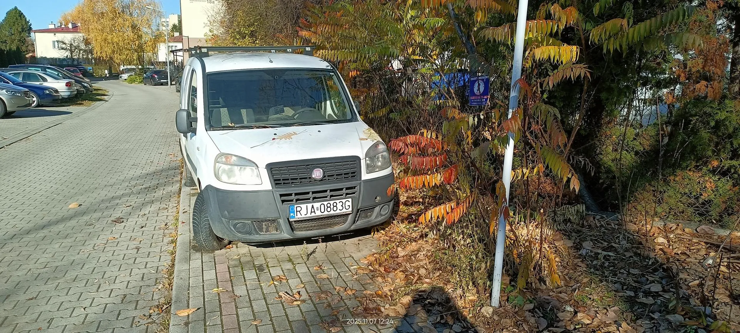 Święta krowa chodnikowa