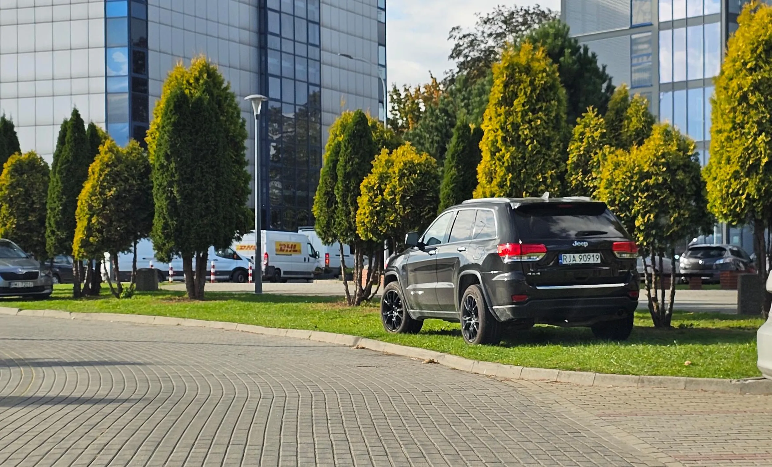 ciele parkuje na trawniku