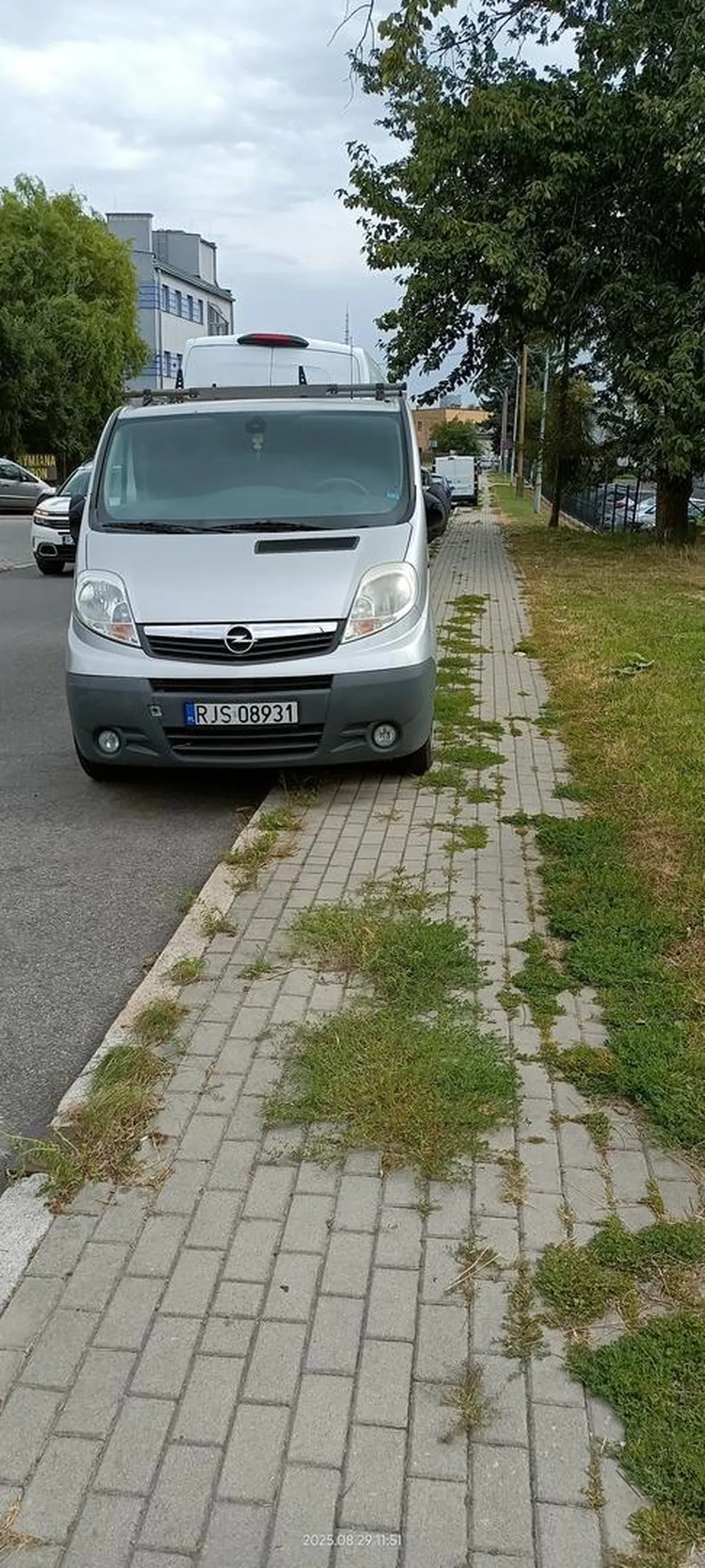 Święta krowa chodnikowa.