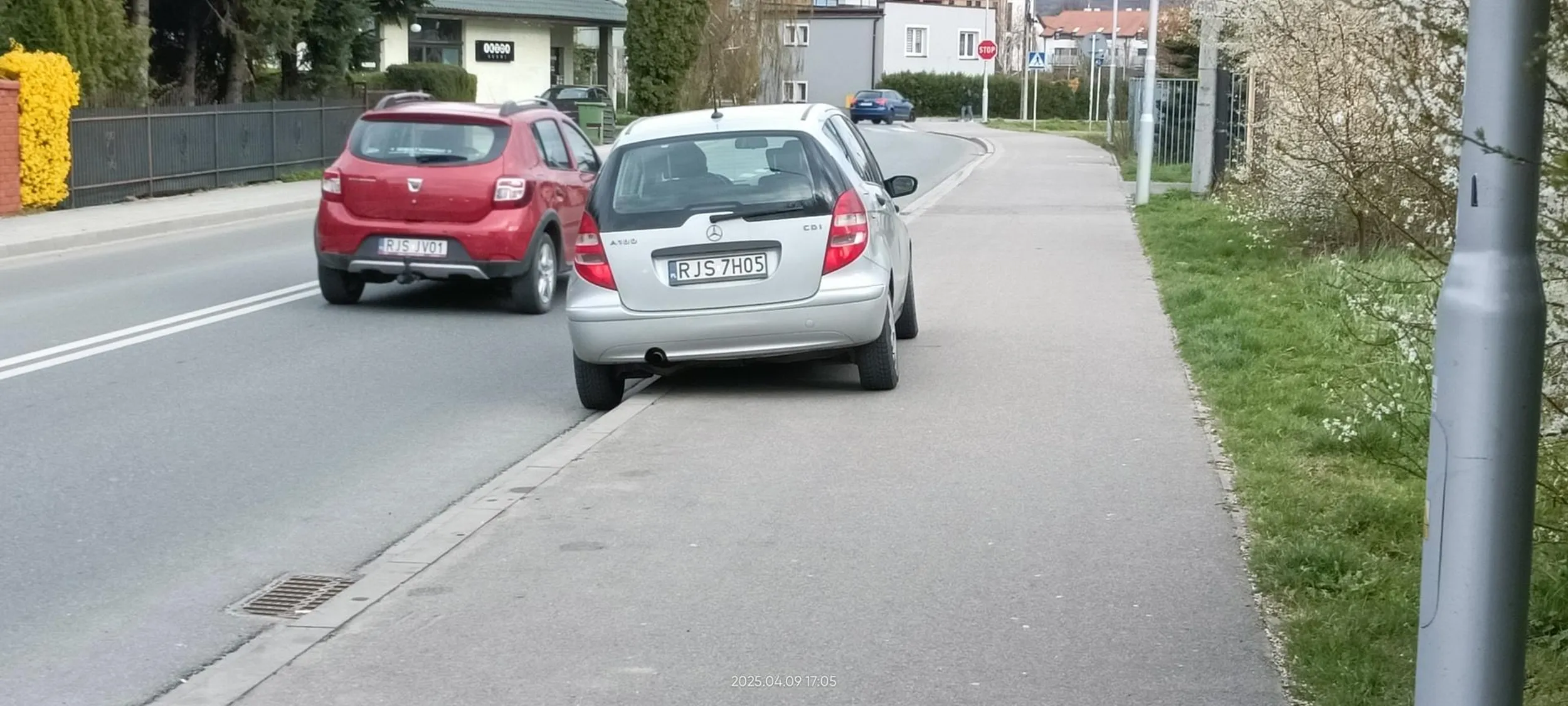 Święta krowa chodnikowa.