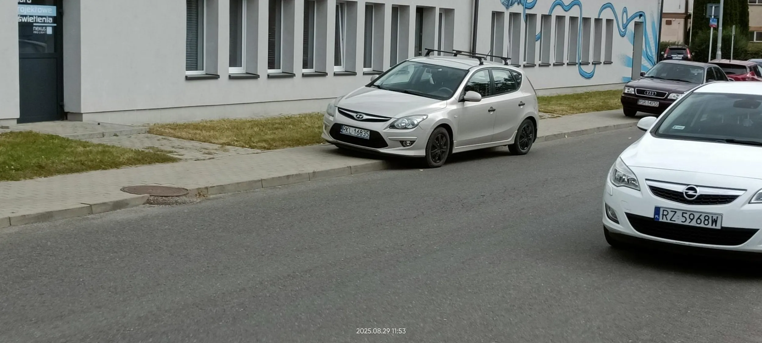 Święta krowa chodnikowa.