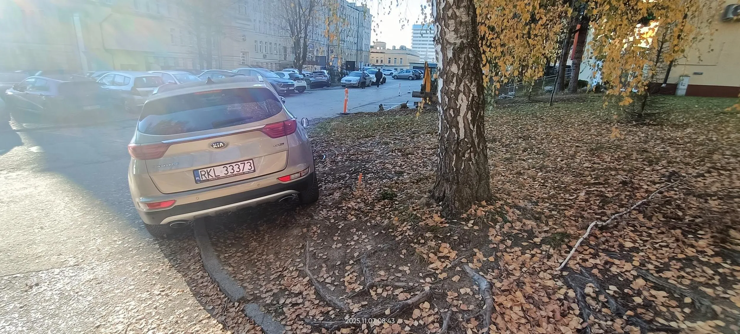 Święta krowa trawnikowa