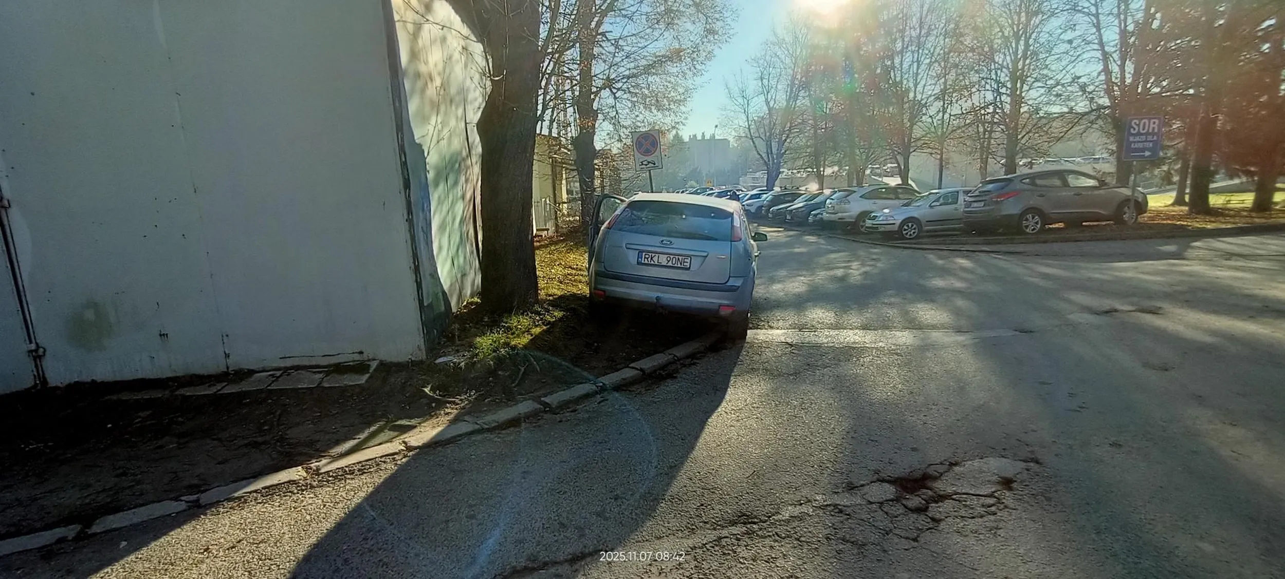 Święta krowa trawnikowa