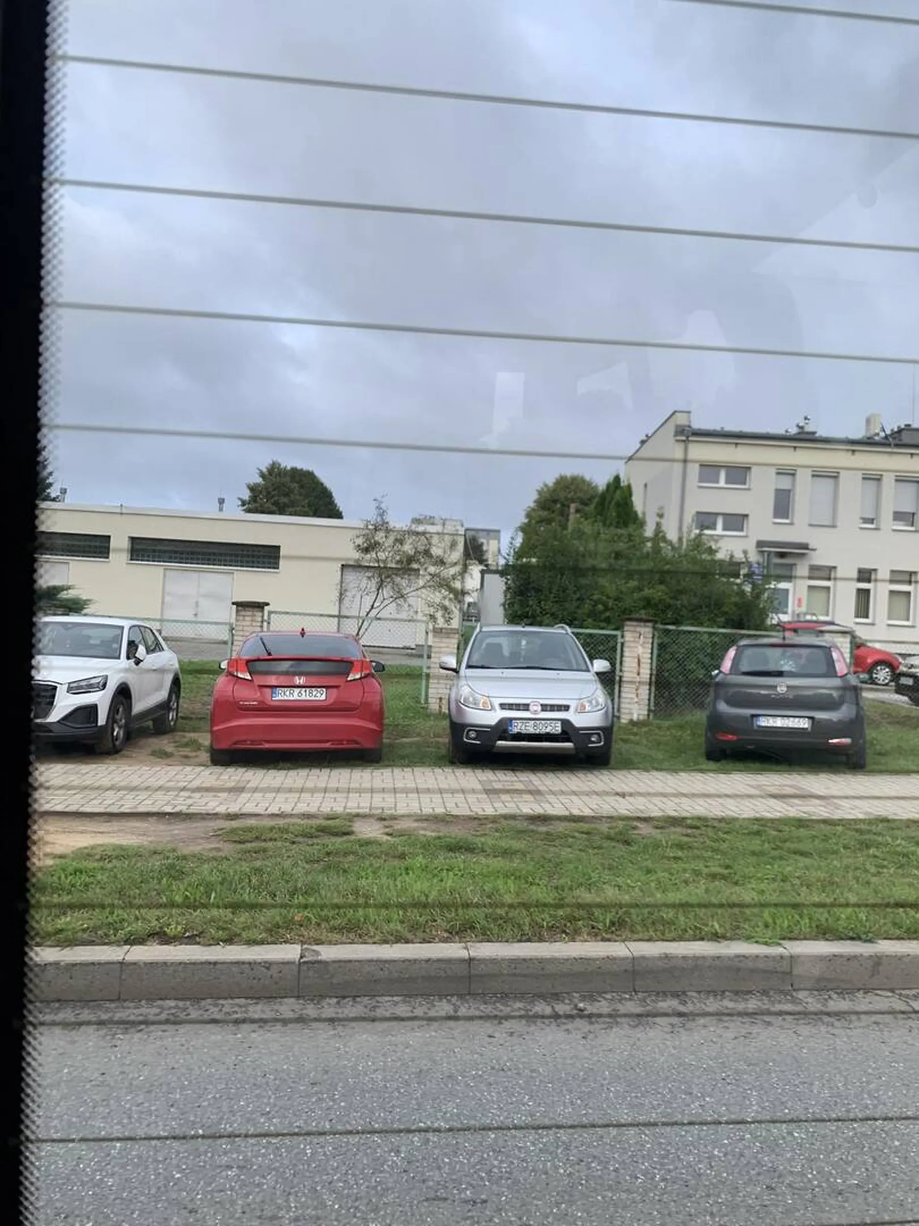 Święta krowa chodnikowa.