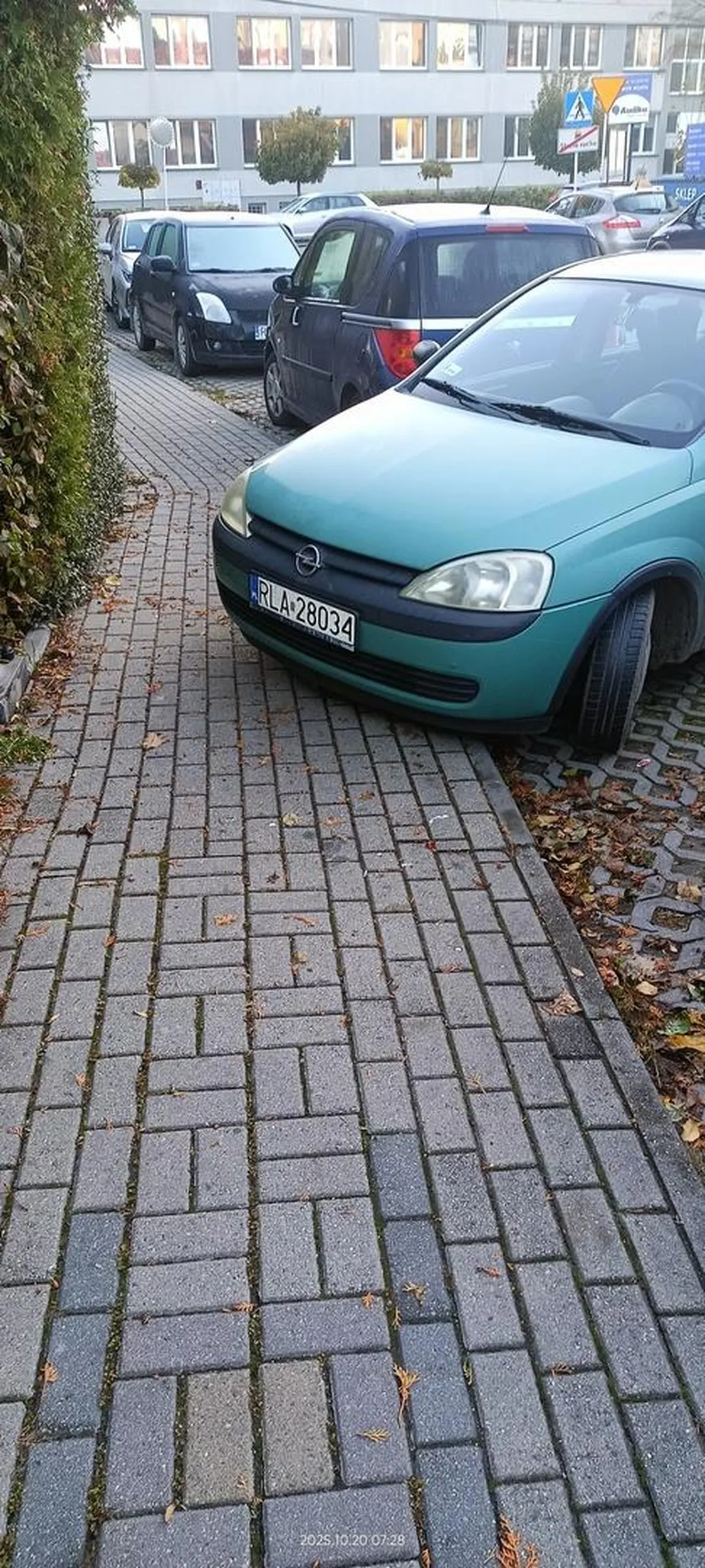 Święta krowa chodnikowa