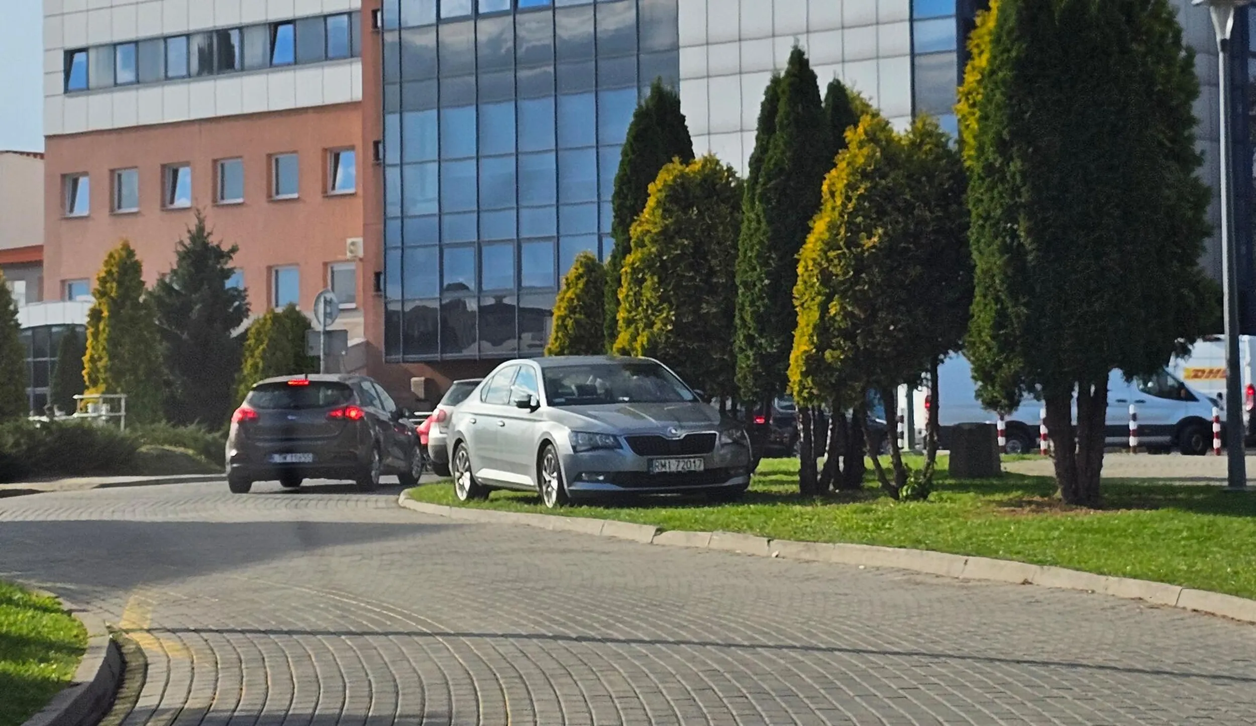 ciele parkuje na trawniku