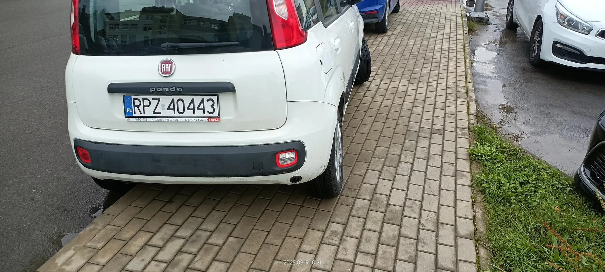 Święta krowa chodnikowa.