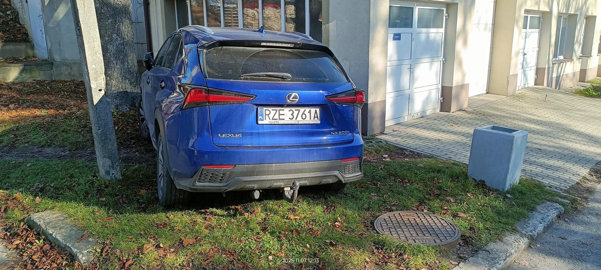 Święta krowa trawnikowa