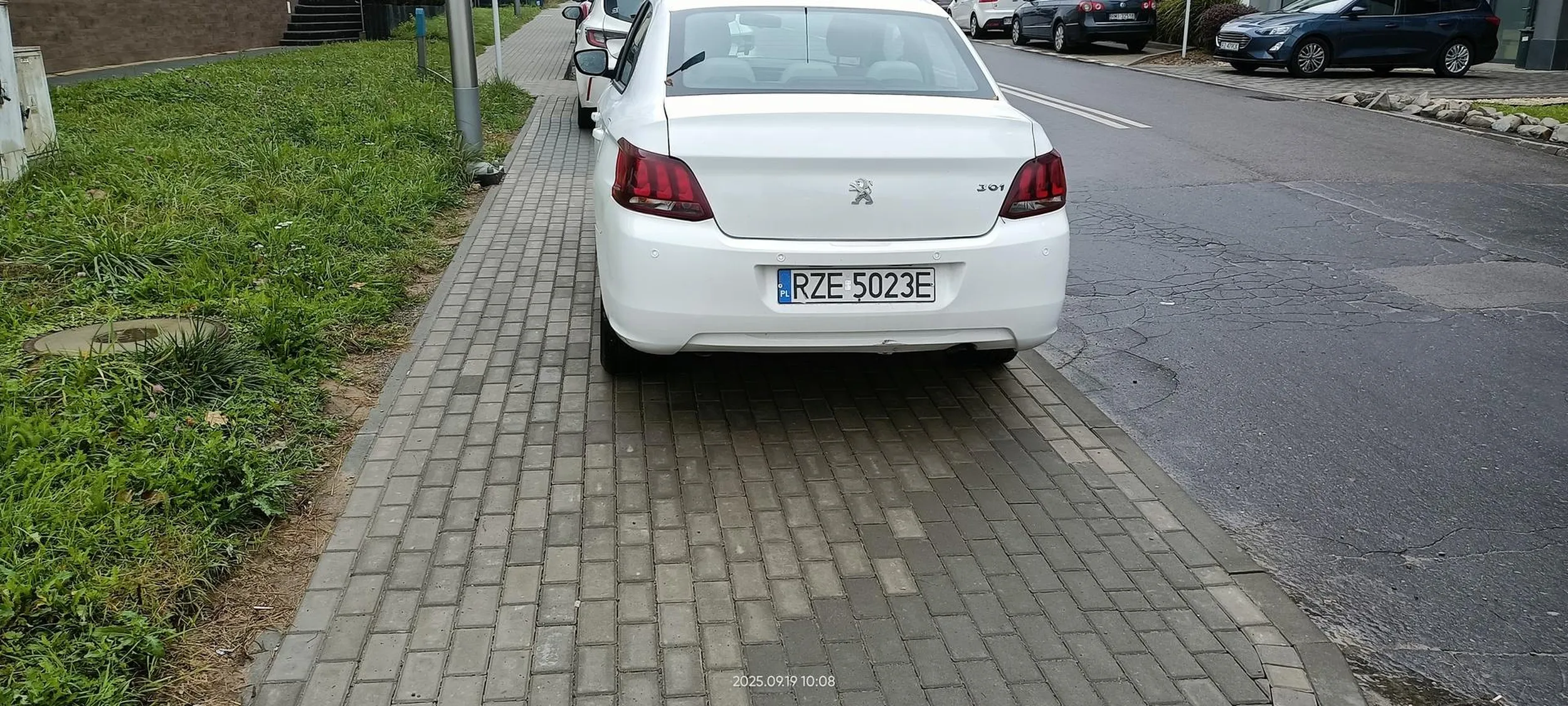 Święta krowa chodnikowa