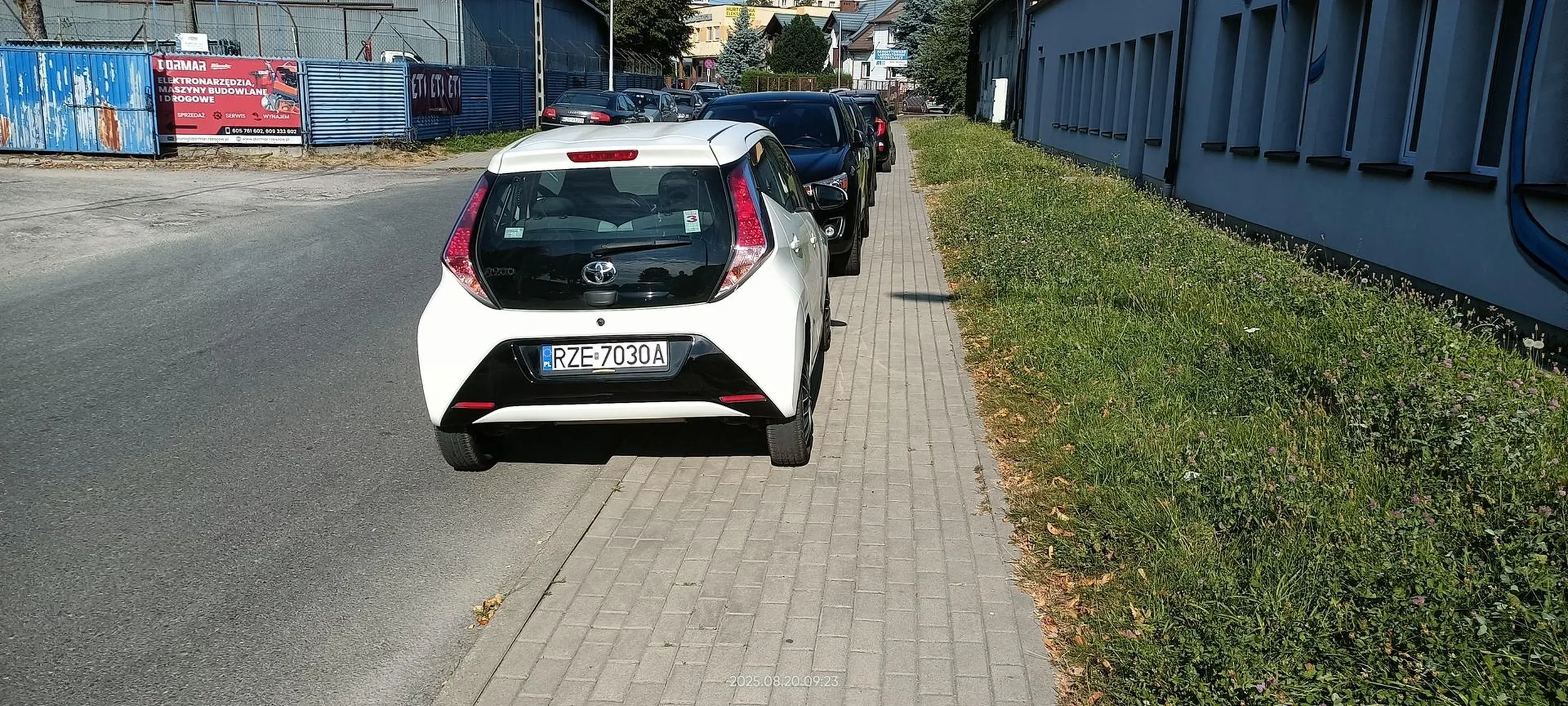 Święta krowa chodnikowa