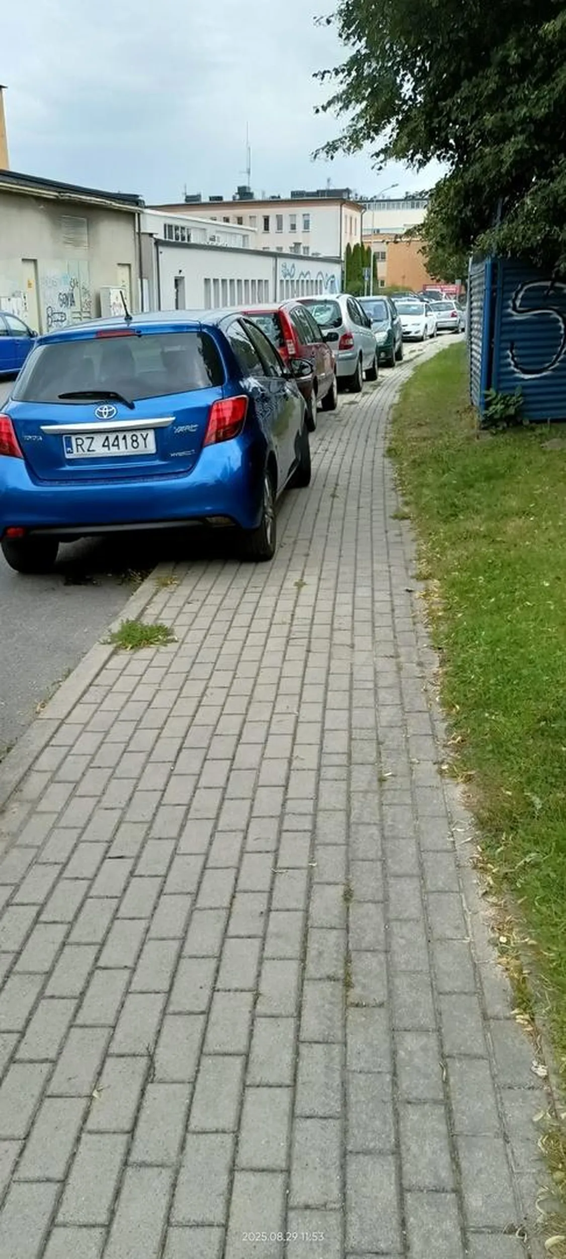 Święta krowa chodnikowa.