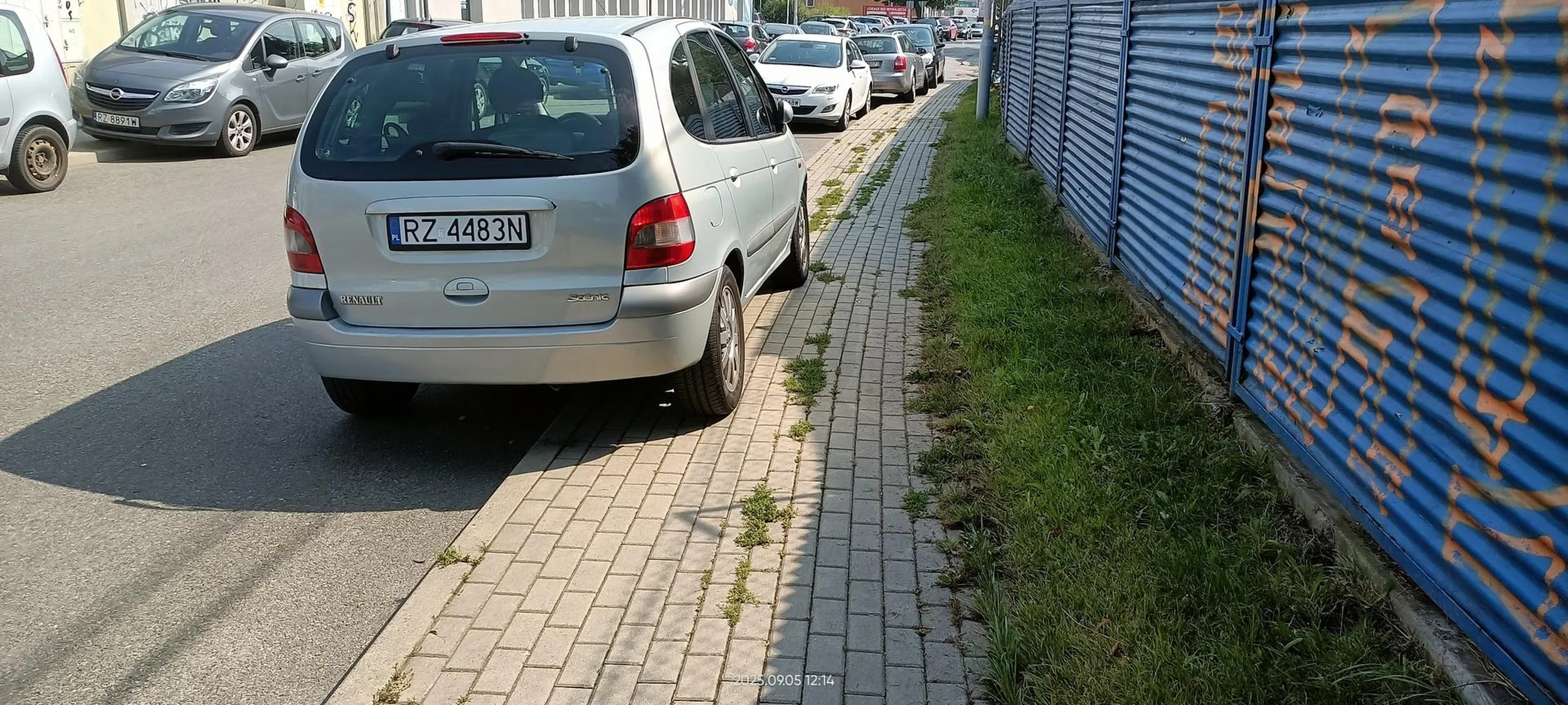 Święta krowa chodnikowa