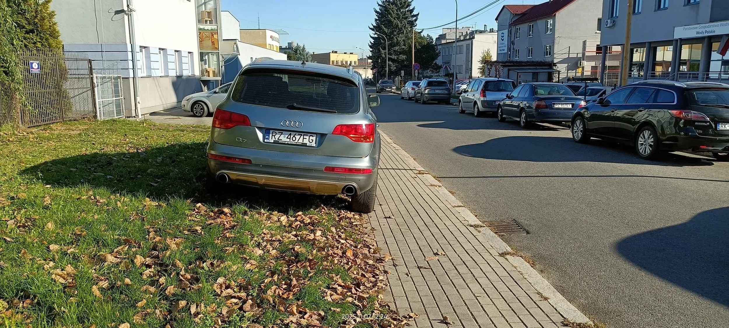 Święta krowa trawnikowa