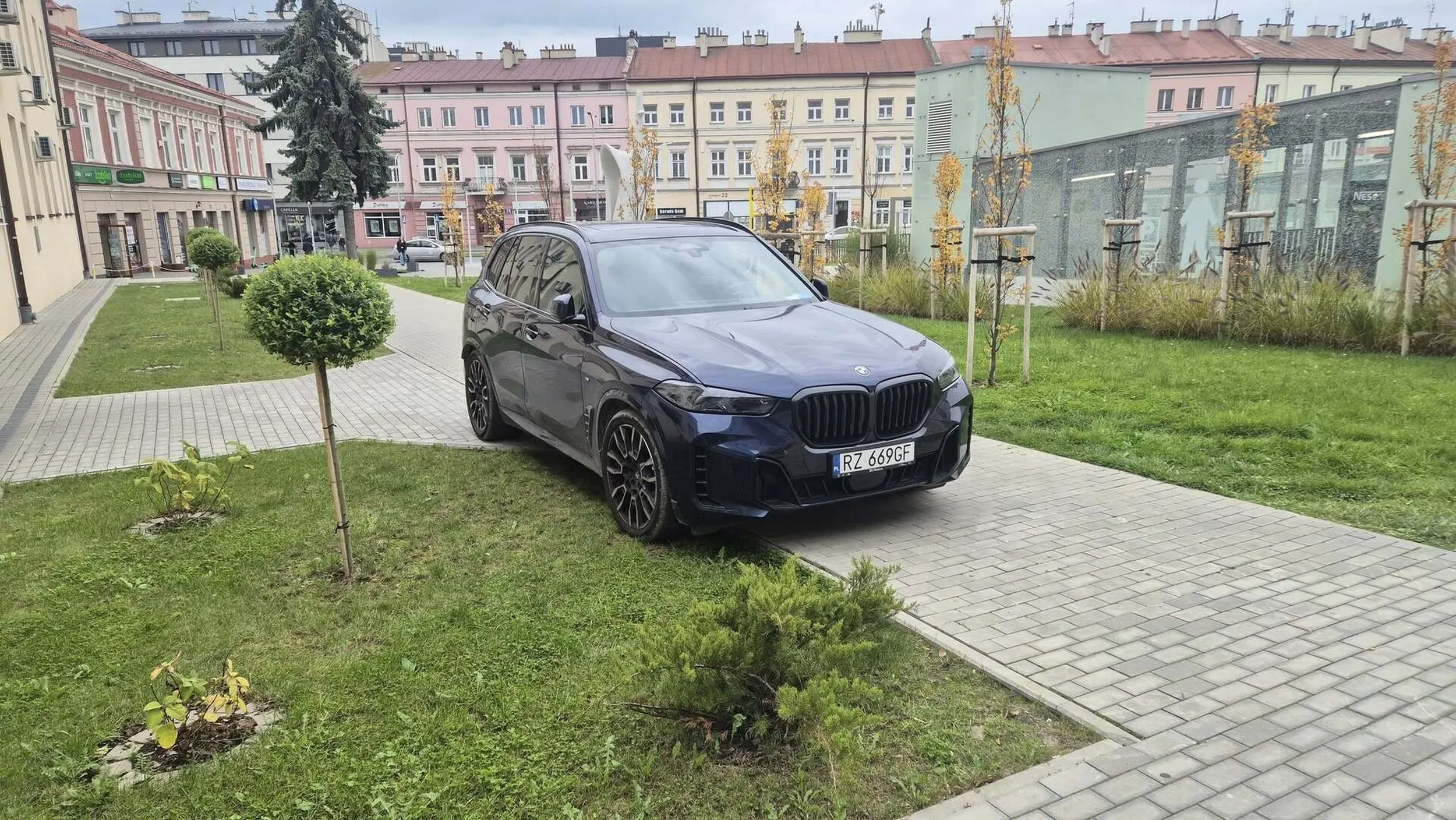 Święta krowa chodnikowa