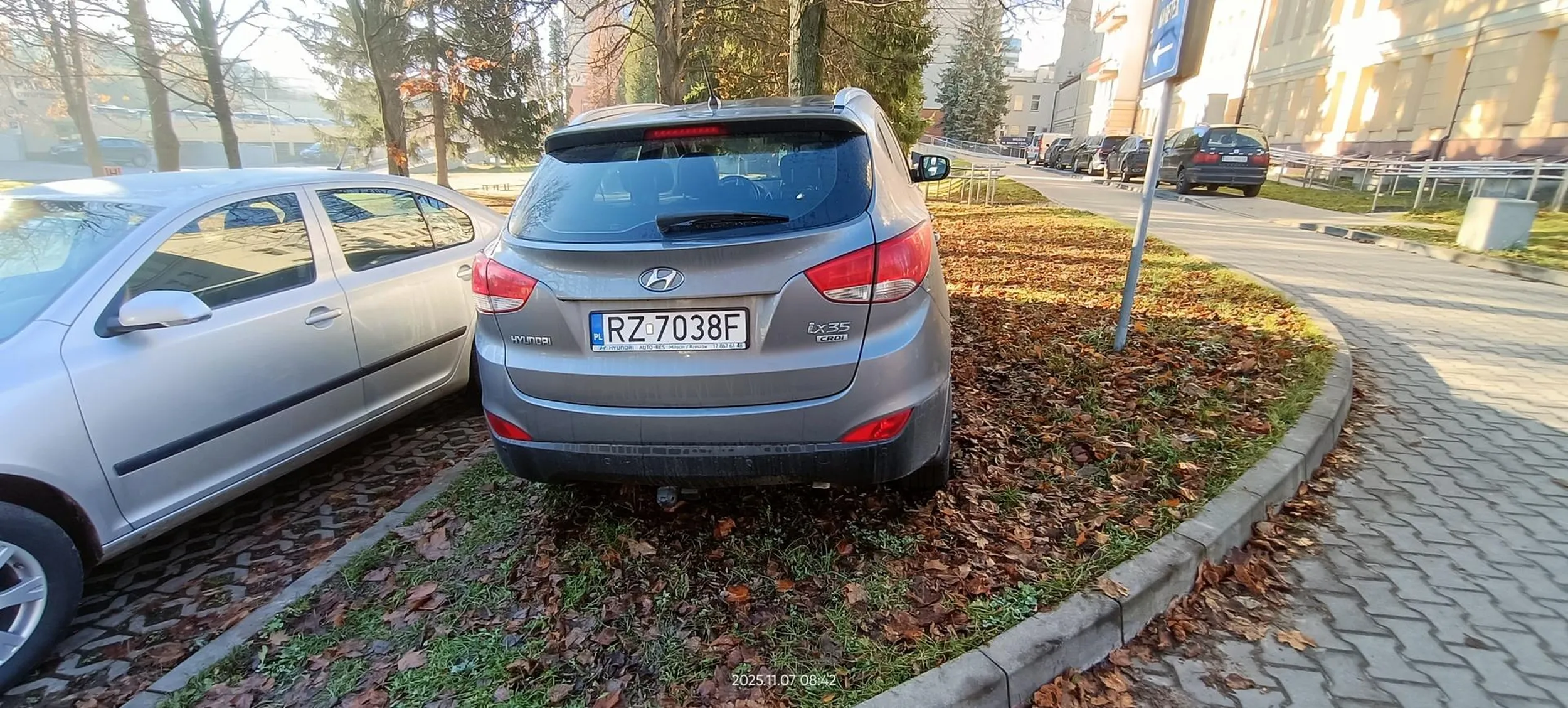 Święta krowa trawnikowa