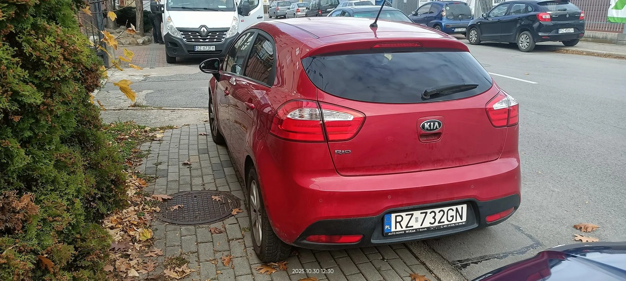 Święta krowa chodnikowa