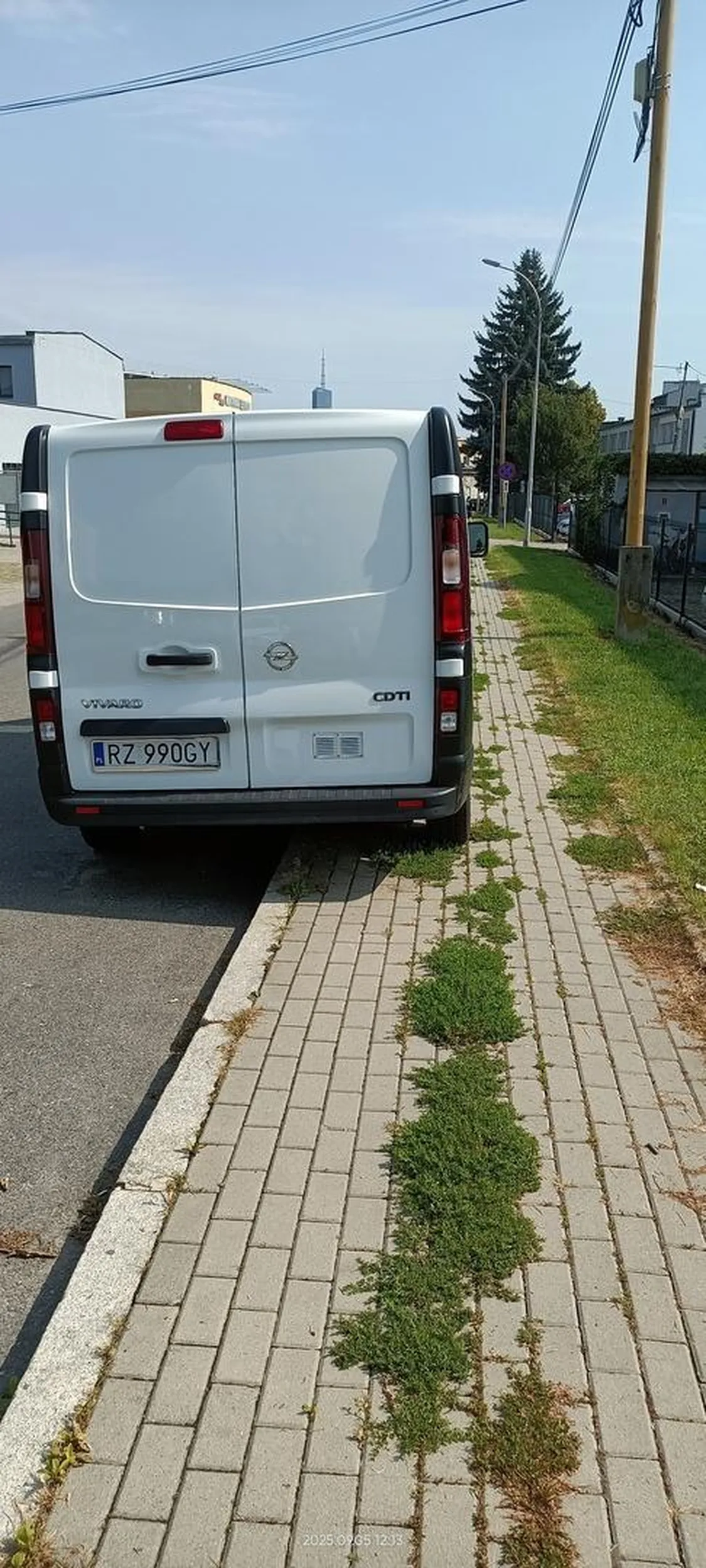 Święta krowa chodnikowa