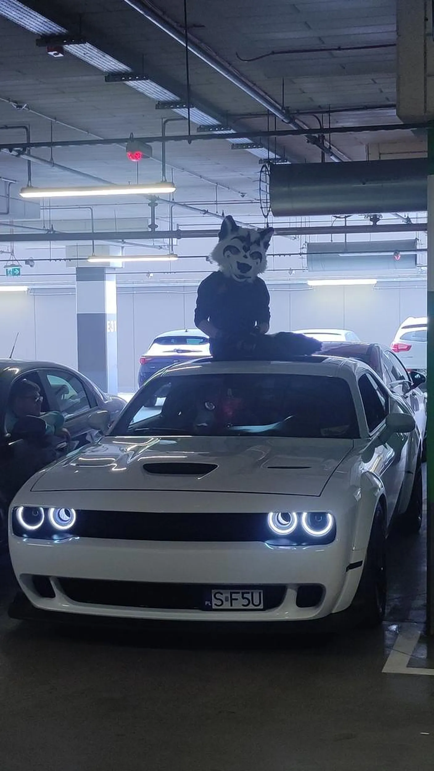 Panowie jeżdżą jak zwierzęta