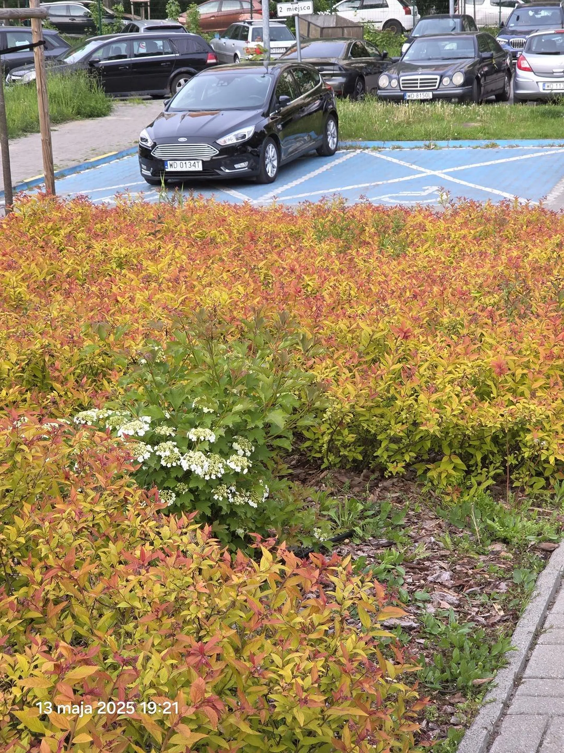 Nastepny udawany inwalida