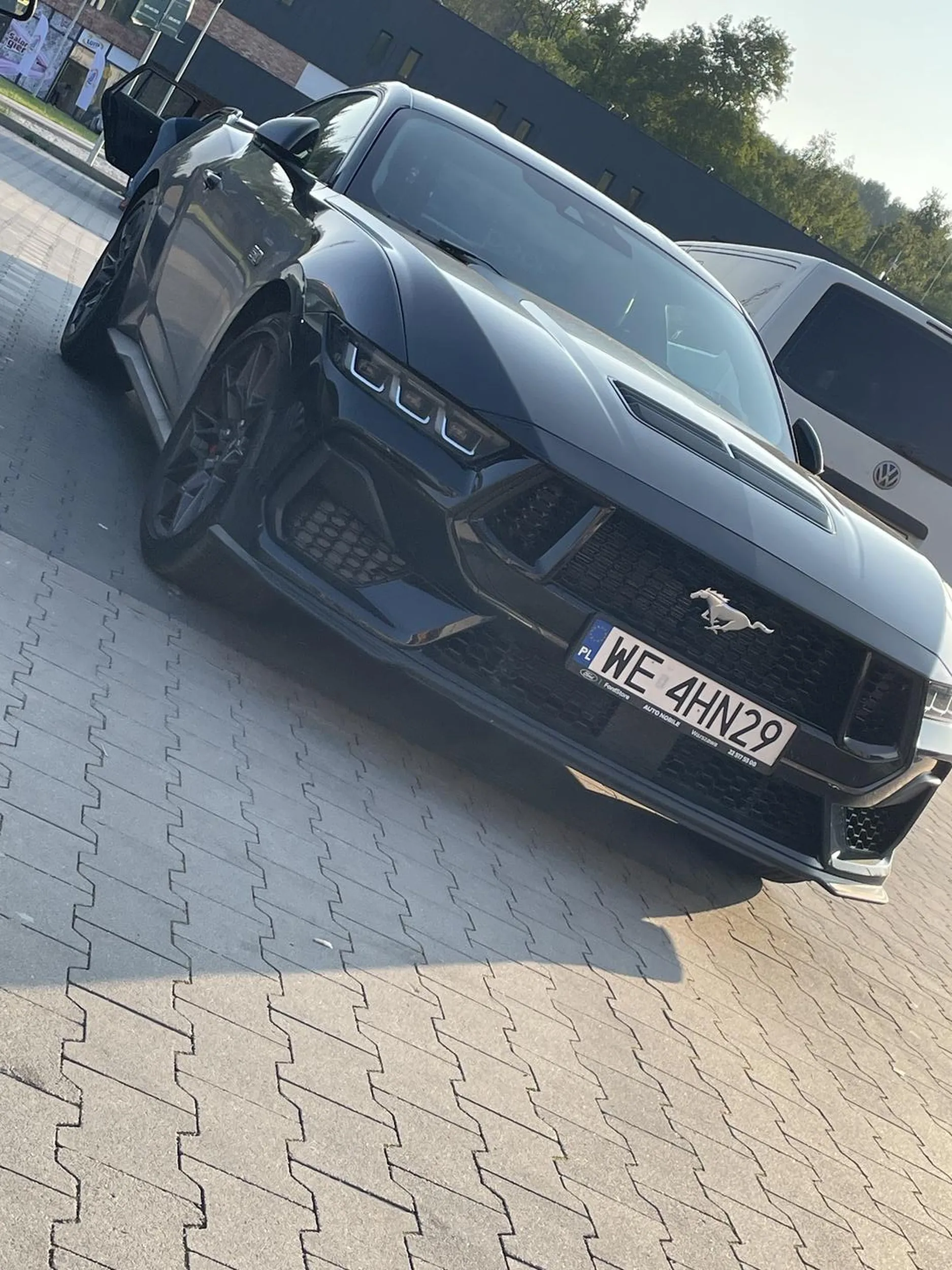 Ładny mustang