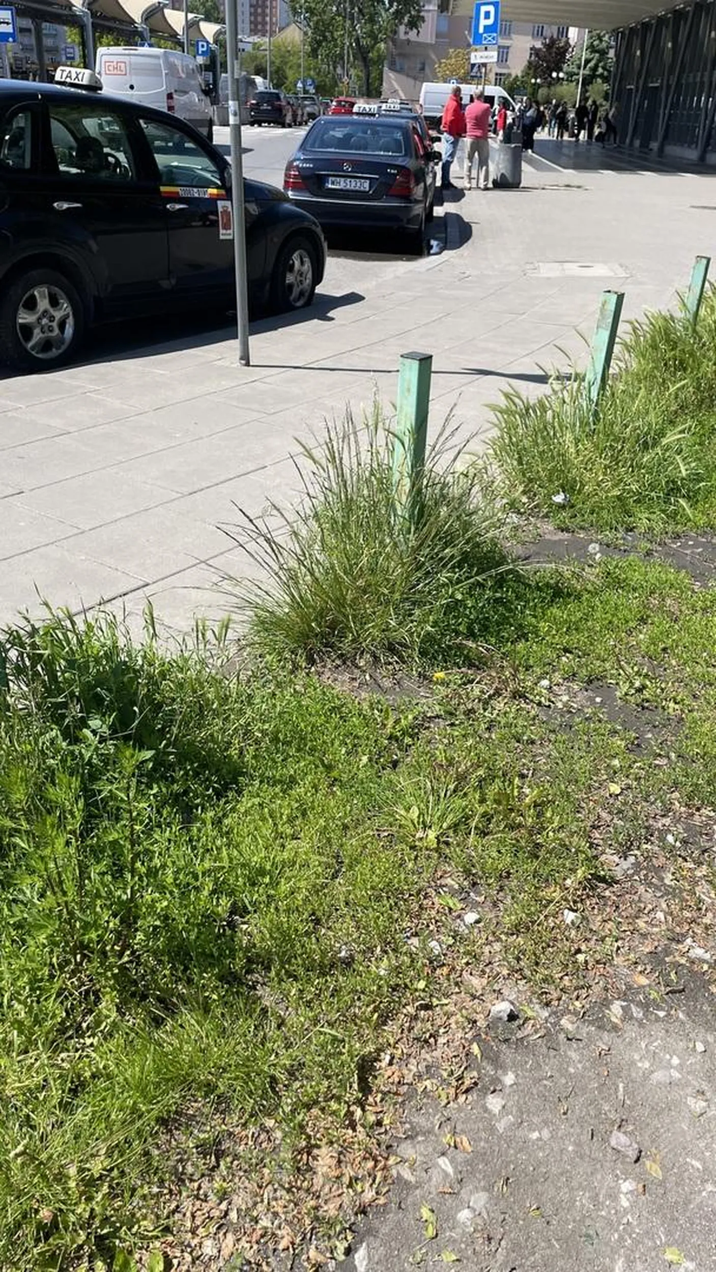 Parkuje na zakazie zatrzymywania razem z kolegami z branży, udając postój taksówek. Brak tabliczki z informacją o cenie przewozu na prawej tylnej szybie.