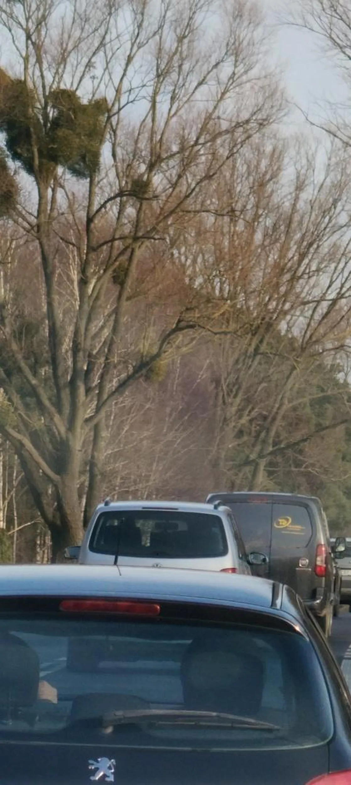 Gościu nie patrzy, wyprzedza na przejściach dla pieszych i linii podwójnej ciągłej w miejscowości Golub-Dobrzyń 04.03.2025 godz 15:40. Srebrny VW Touran.