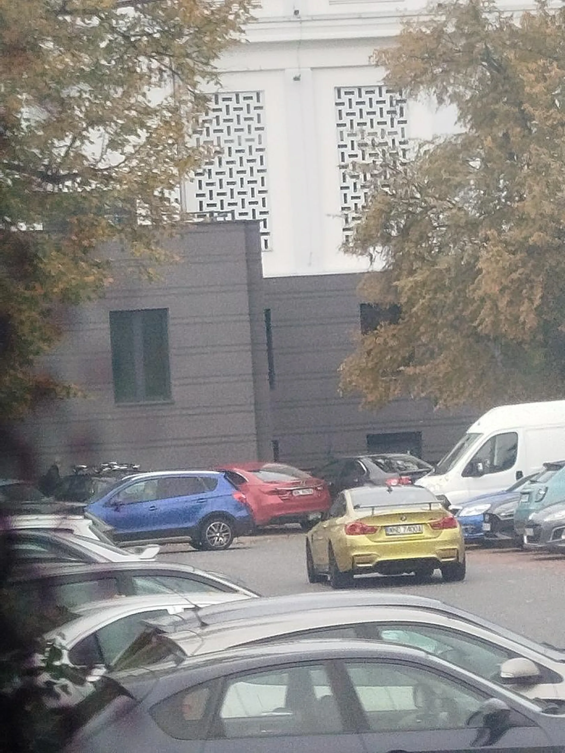 Piękna żółta bma