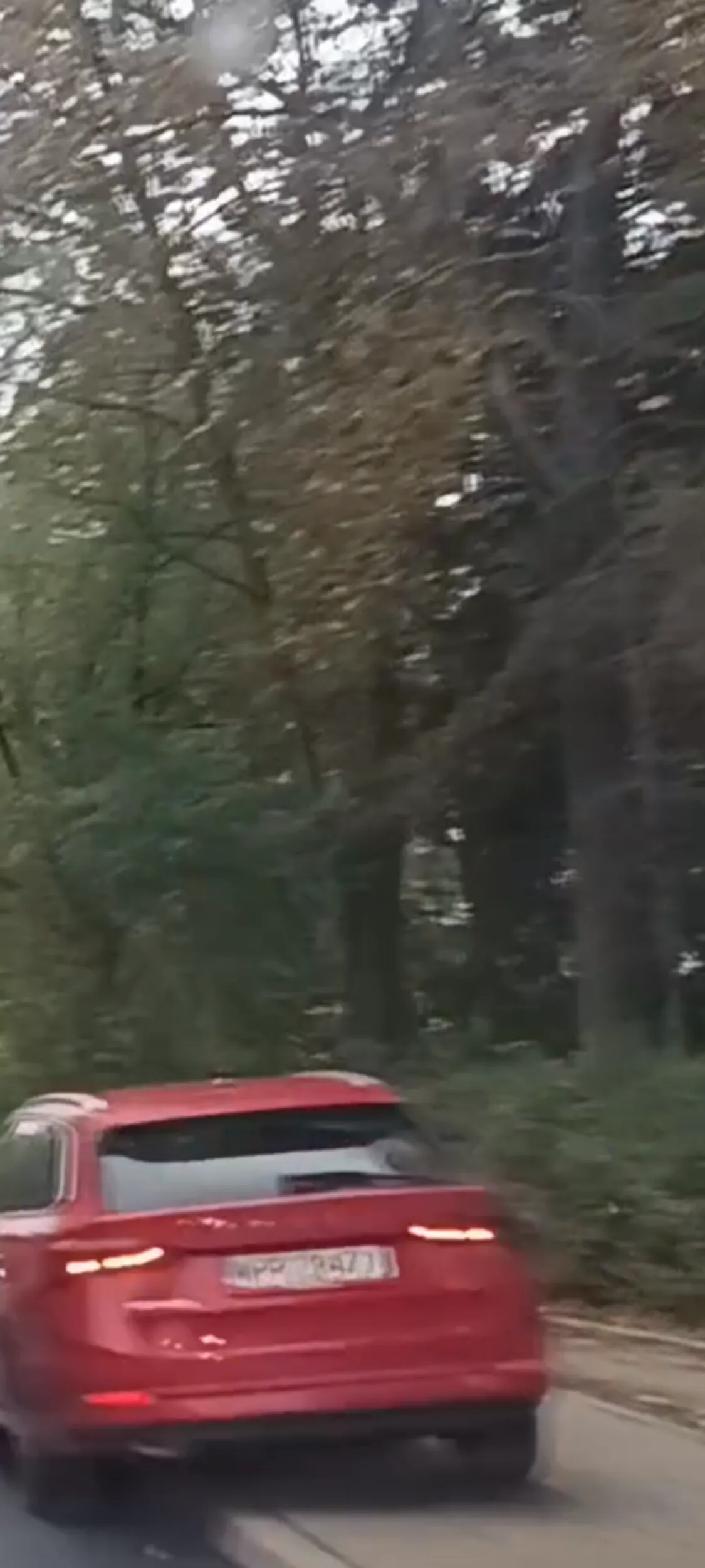 Babszczur parkuje na zakazie zatrzymywania się i postoju