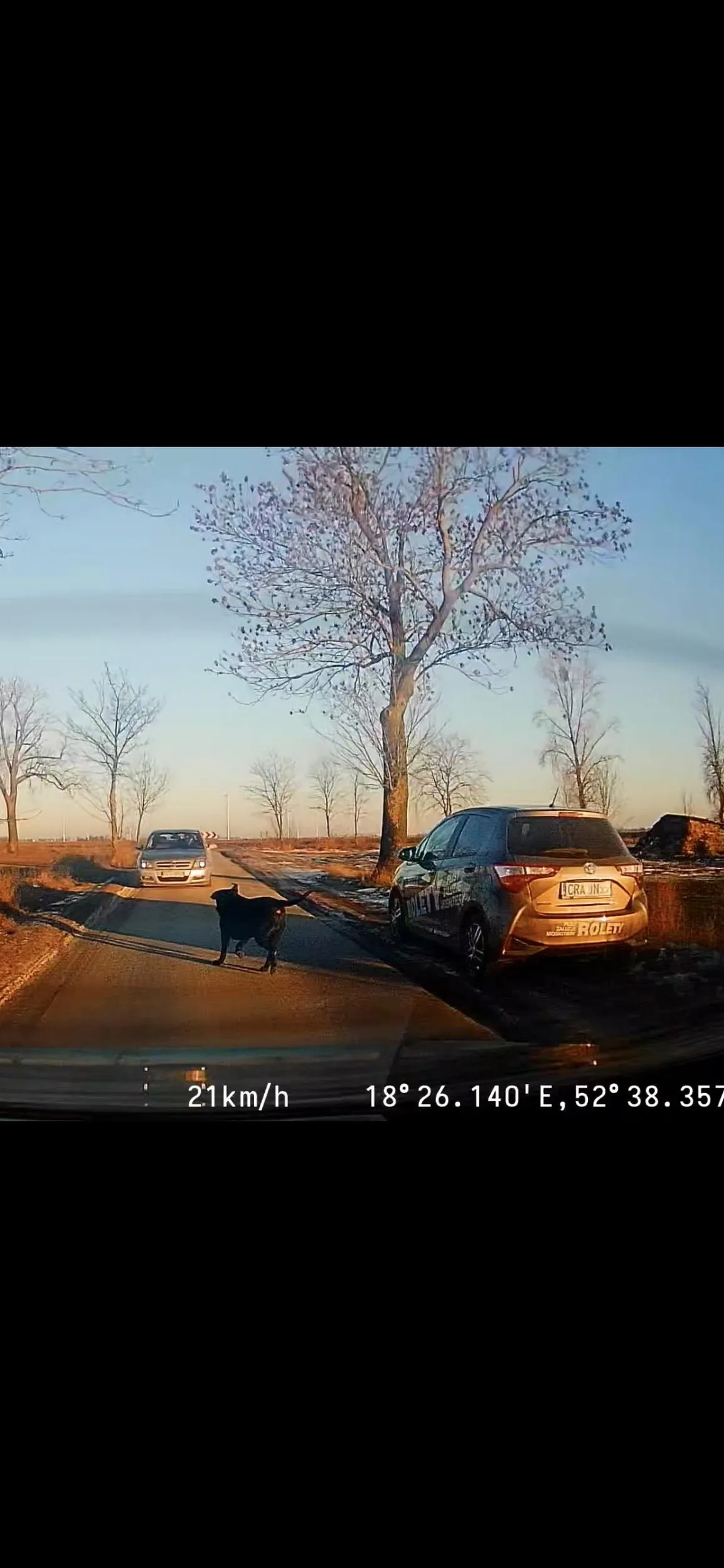 Kierująca Pani autem ma chyba coś nie tak z głową,  temperatura na zewnątrz -10°C ale to nie upoważnia do tego aby wyprowadzać psa siedząc w aucie i jechać obok niego Pani stworzyła w ten sposób realne zagrożenie życia lub zdrowia psa oraz niebezpieczeństwo dla innych kierowców Polecam dobrego psychiatrę i nie pozdrawiam