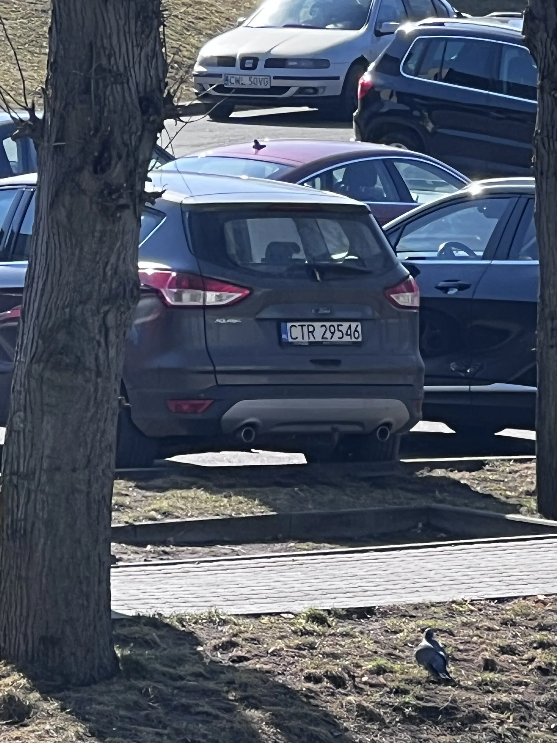 Agresywny Kondon wożony przez swoją lachę rzuca się do ludzi za to że trąbią gdy Pani tego Psa łamie przepisy. Jeździ po pasach i blokuje ruch. Doigrasz się, materiały pójdą na policję!